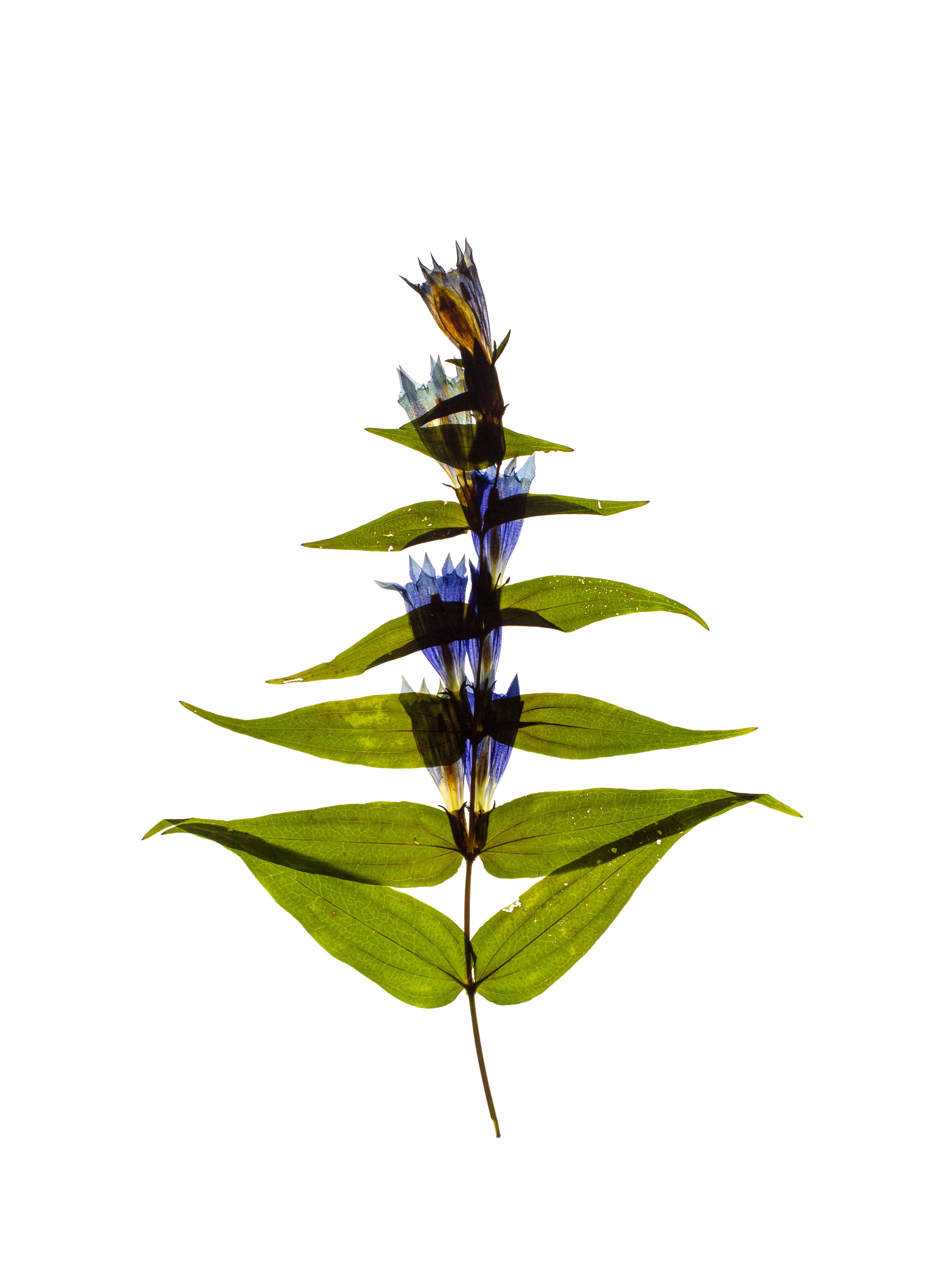 Gentiana asclepiadea (Willow gentian) — Backlit, Petrovo Brdo, Slovenia, 2022