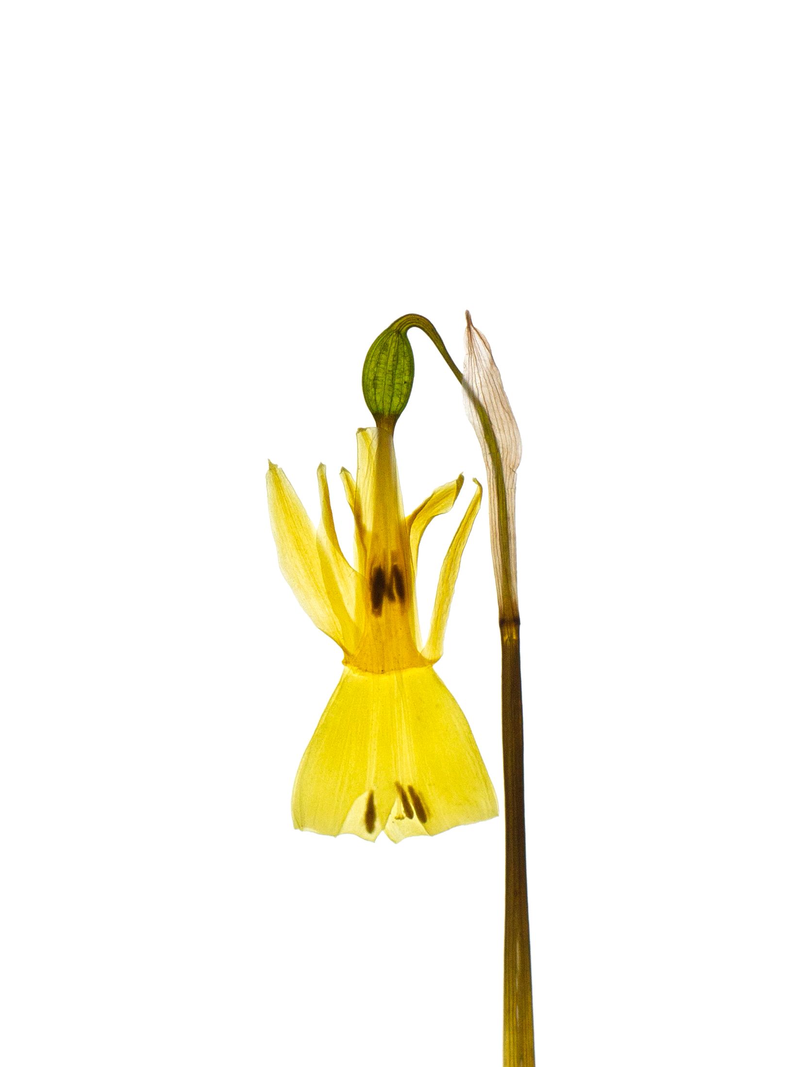 Narcissus triandrus (Angel’s tears daffodil) — detail, Backlit, Cercedilla, Spain, 2023