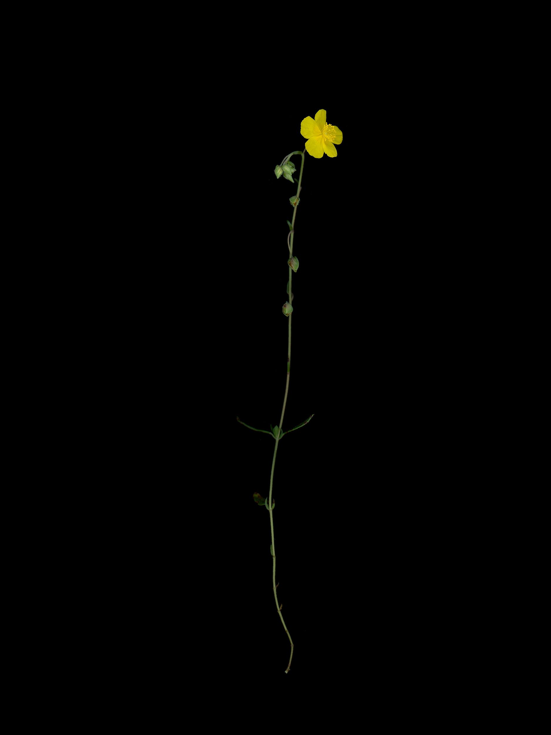 Helianthemum nummularium (Common rock-rose) — HD Scan, Thalkirchen, Germany, 2025