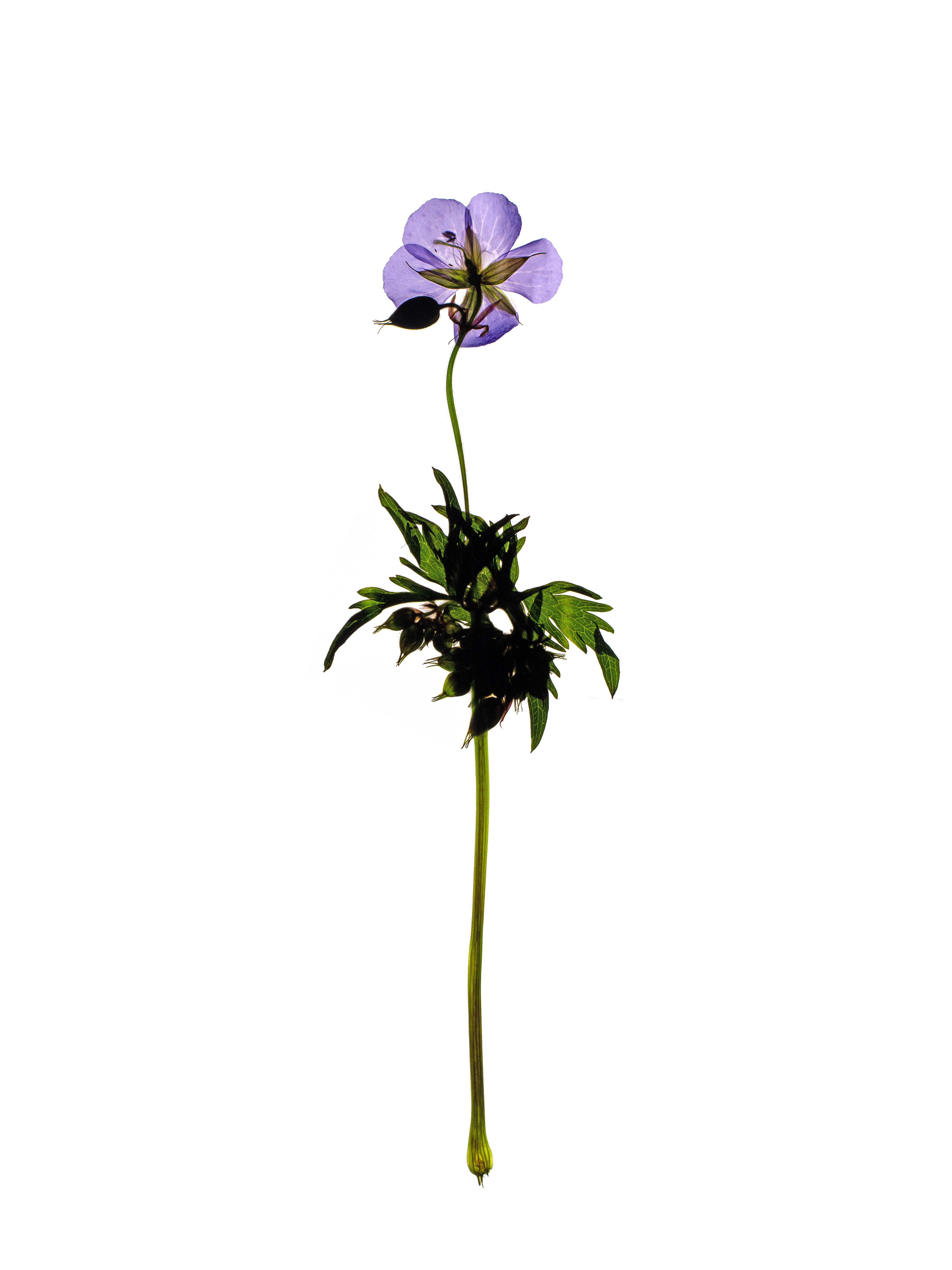 Geranium pratense (Meadow cranesbill) — Backlit, Offenbach, Germany, 2018