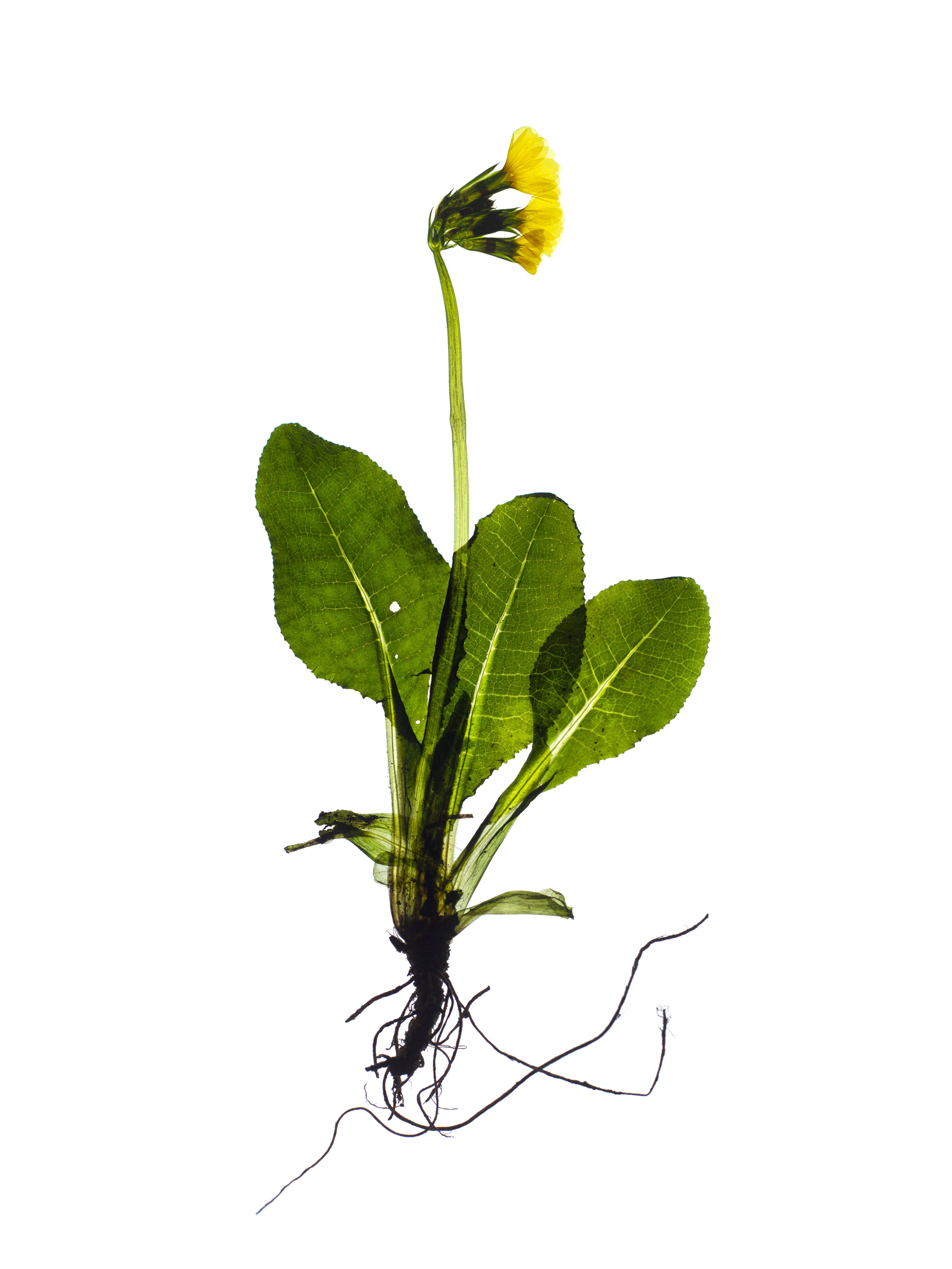 Primula elatior (Oxlip) — Backlit, Pliezhausen, Germany, 2020
