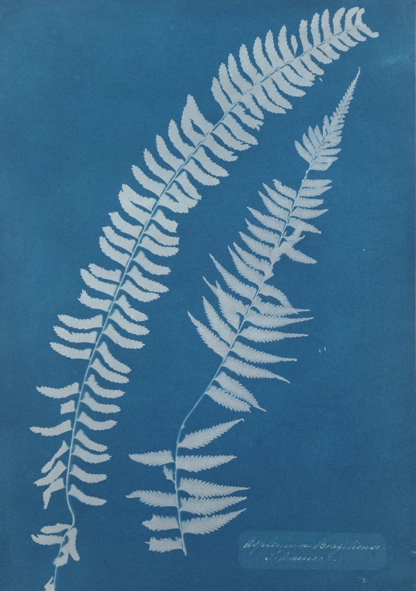 Anna Atkins — Impressions in Blue