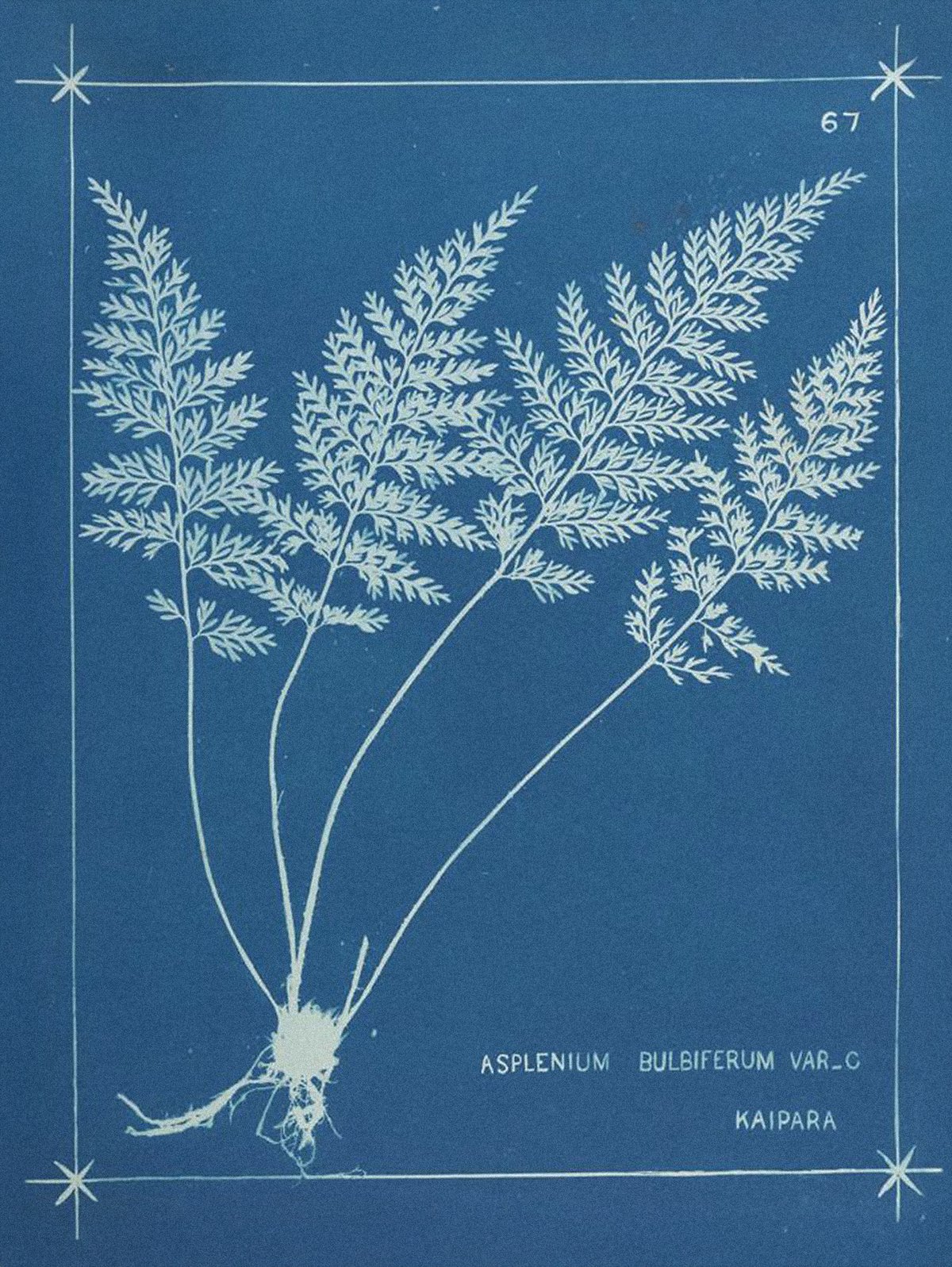 Cyanotype