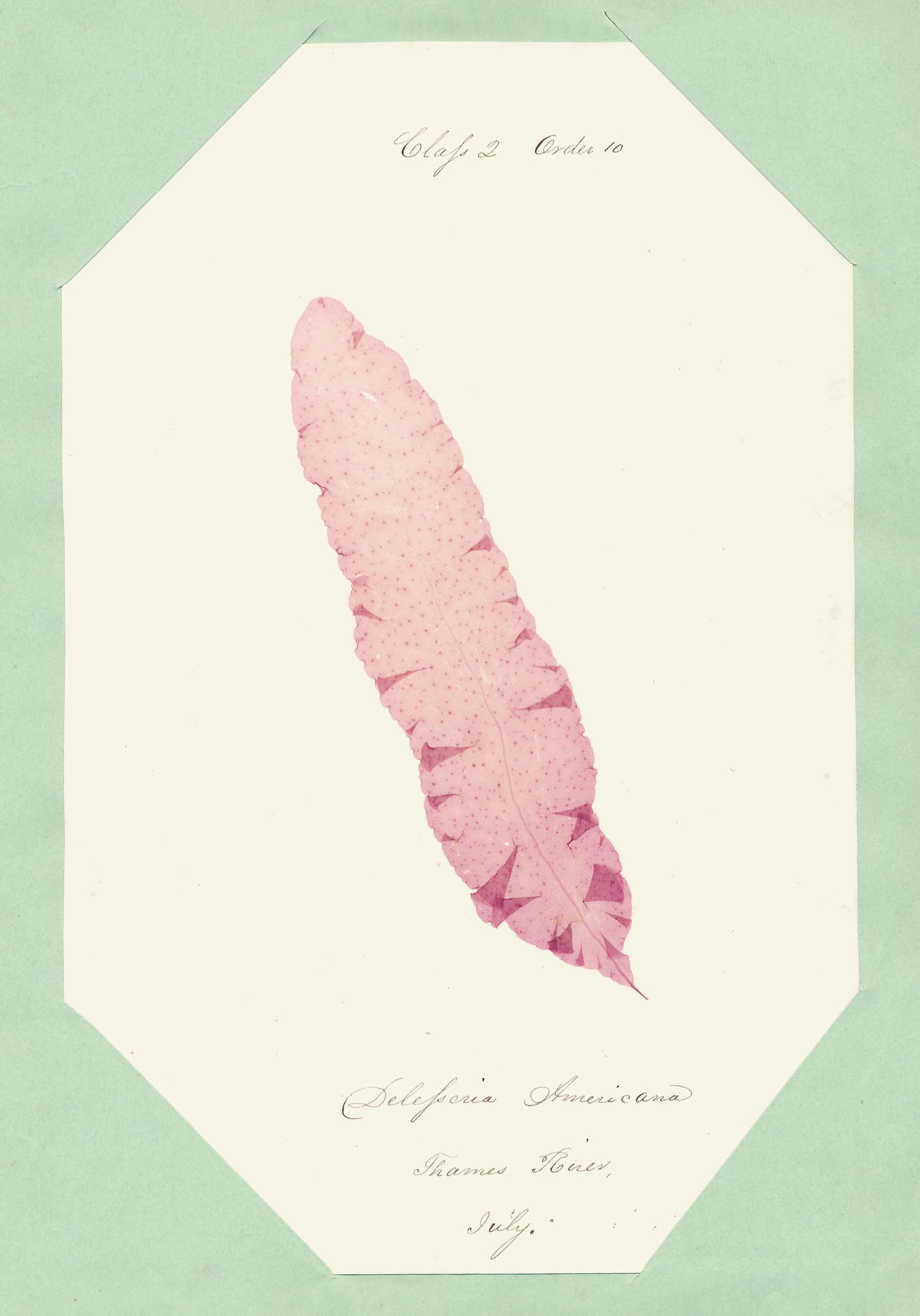 Eliza M. French — A Seaweed Collection 