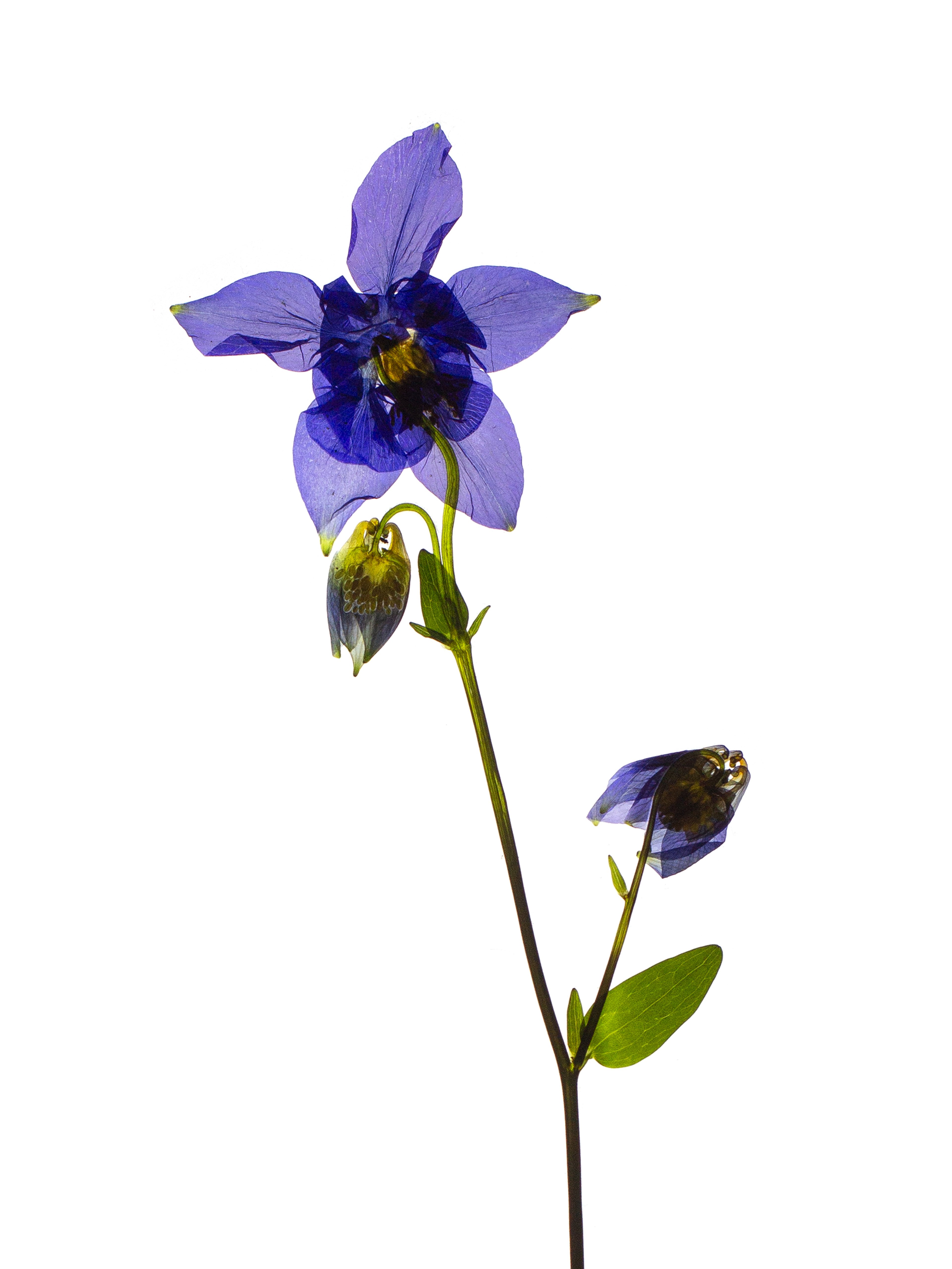 Aquilegia vulgaris (European columbine) — Backlit, Stammheim, Germany, 2022