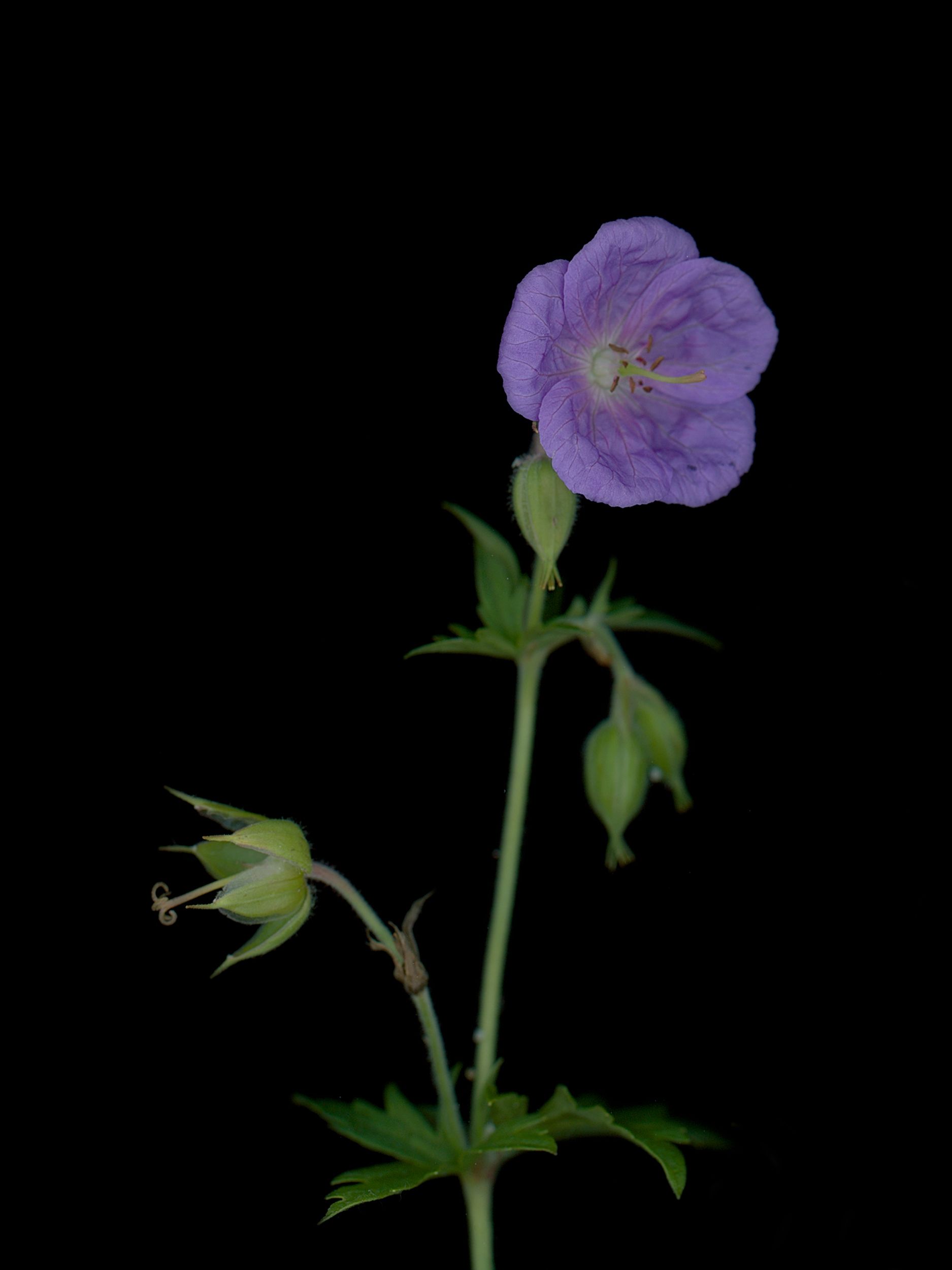 Geranium pratense (Meadow cranesbill) — Thalkirchen, Germany, 2025