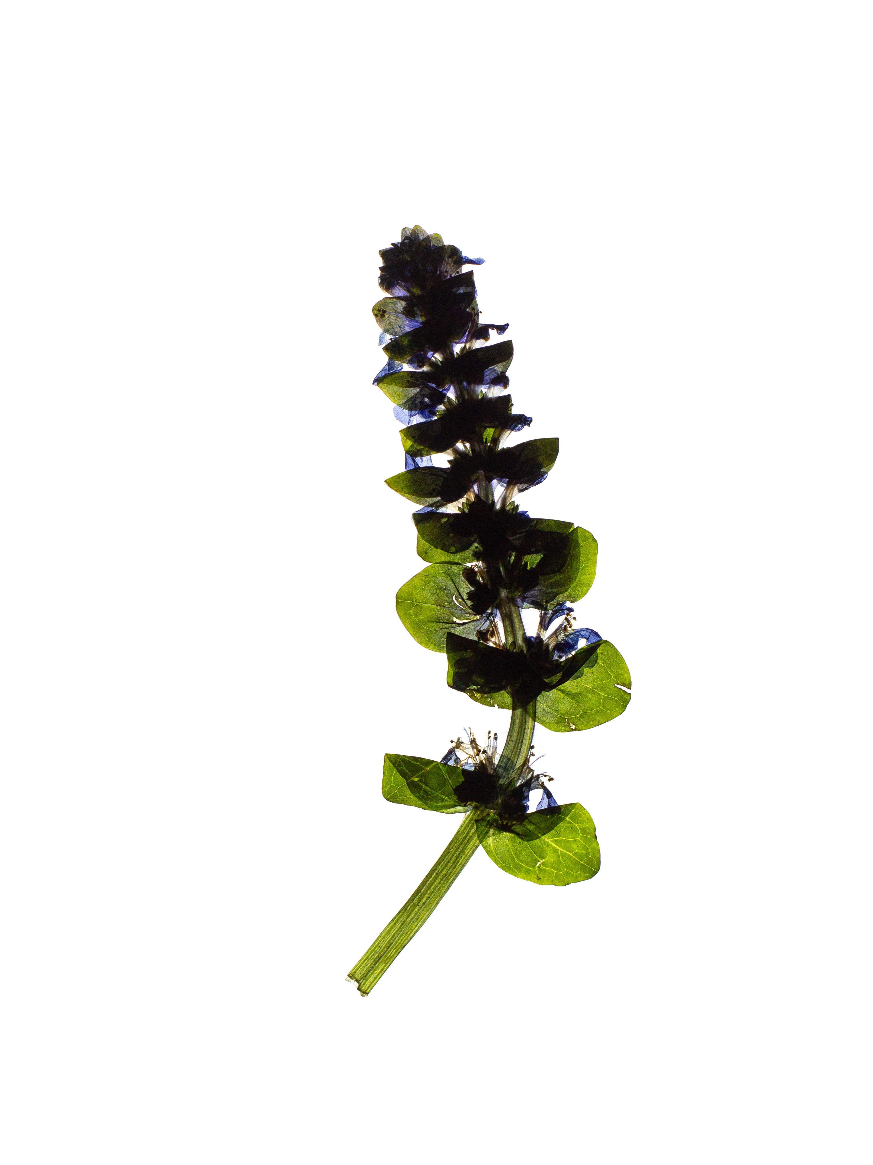 Ajuga reptans (Bugle) — Backlit, Thalkirchen, Germany, 2024