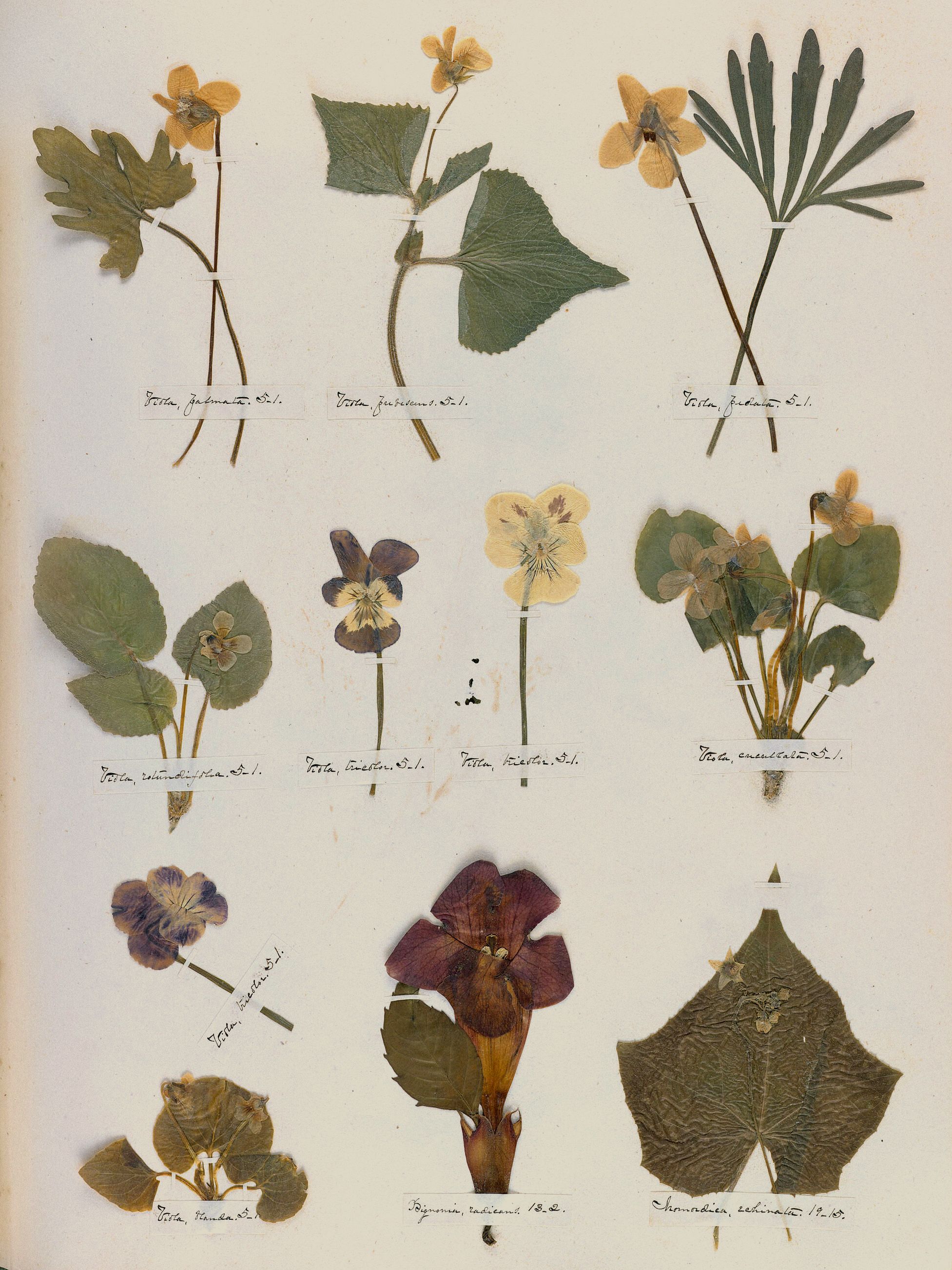 Emily Dickinson — A Poet's Early Herbarium