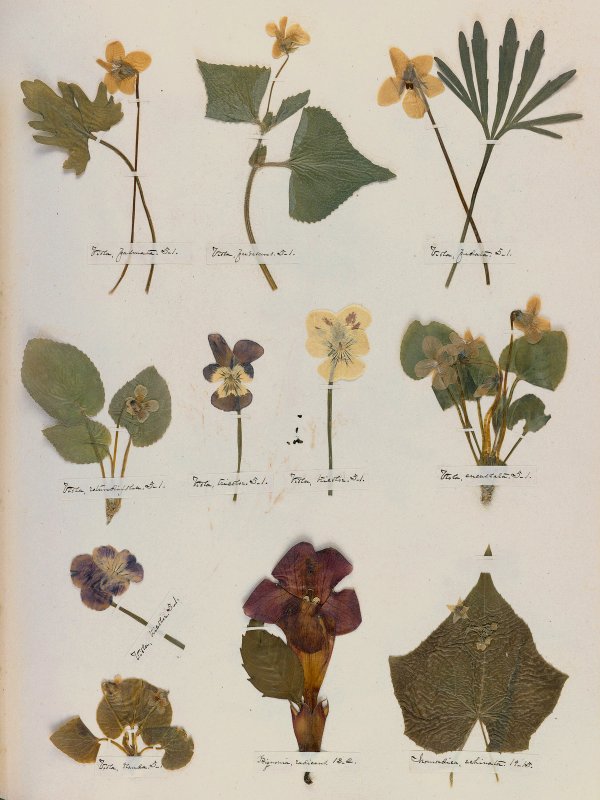Emily Dickinson — A Poet's Early Herbarium