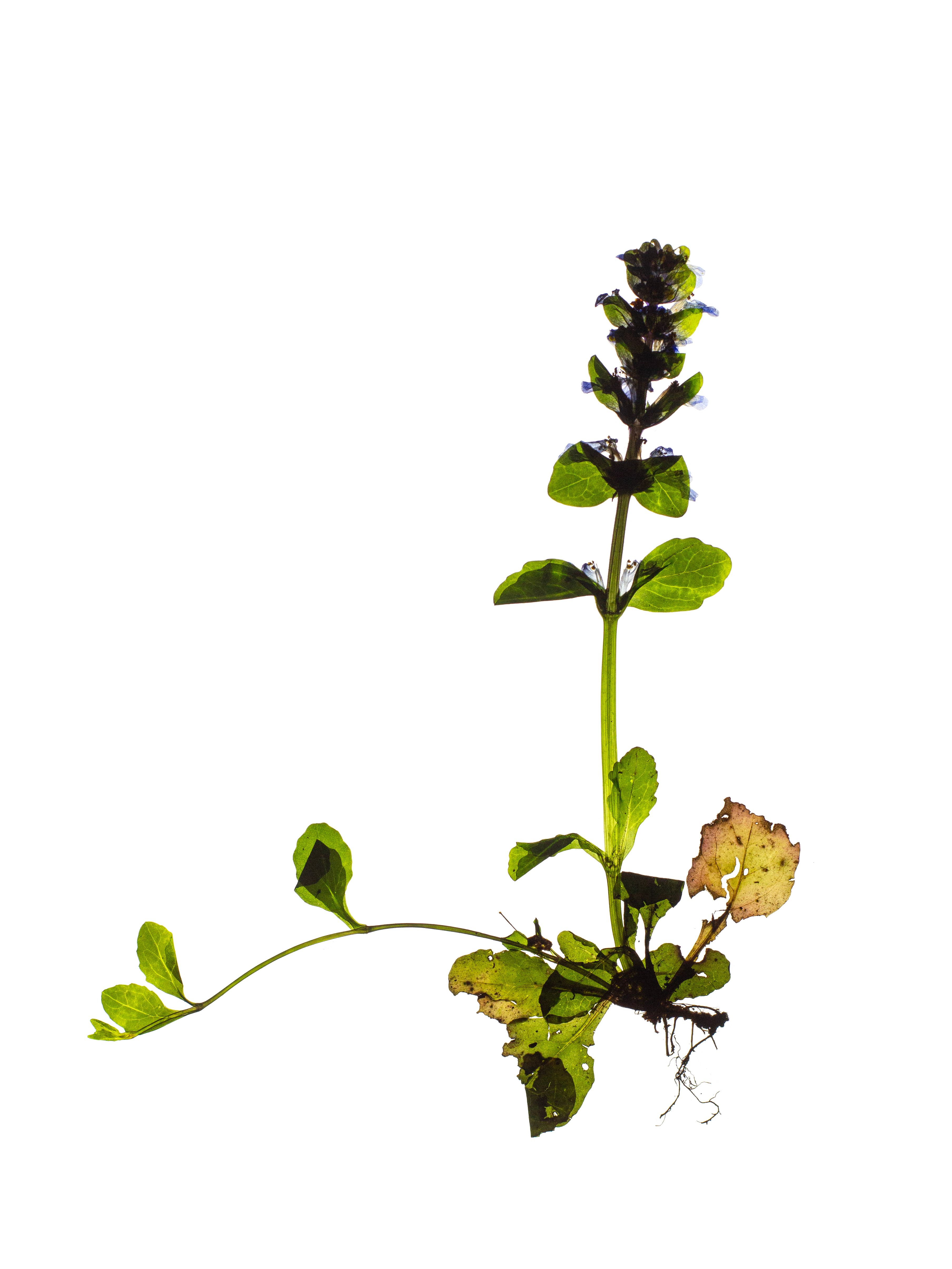 Ajuga reptans (Bugle) — Backlit, Thalkirchen, Germany, 2024