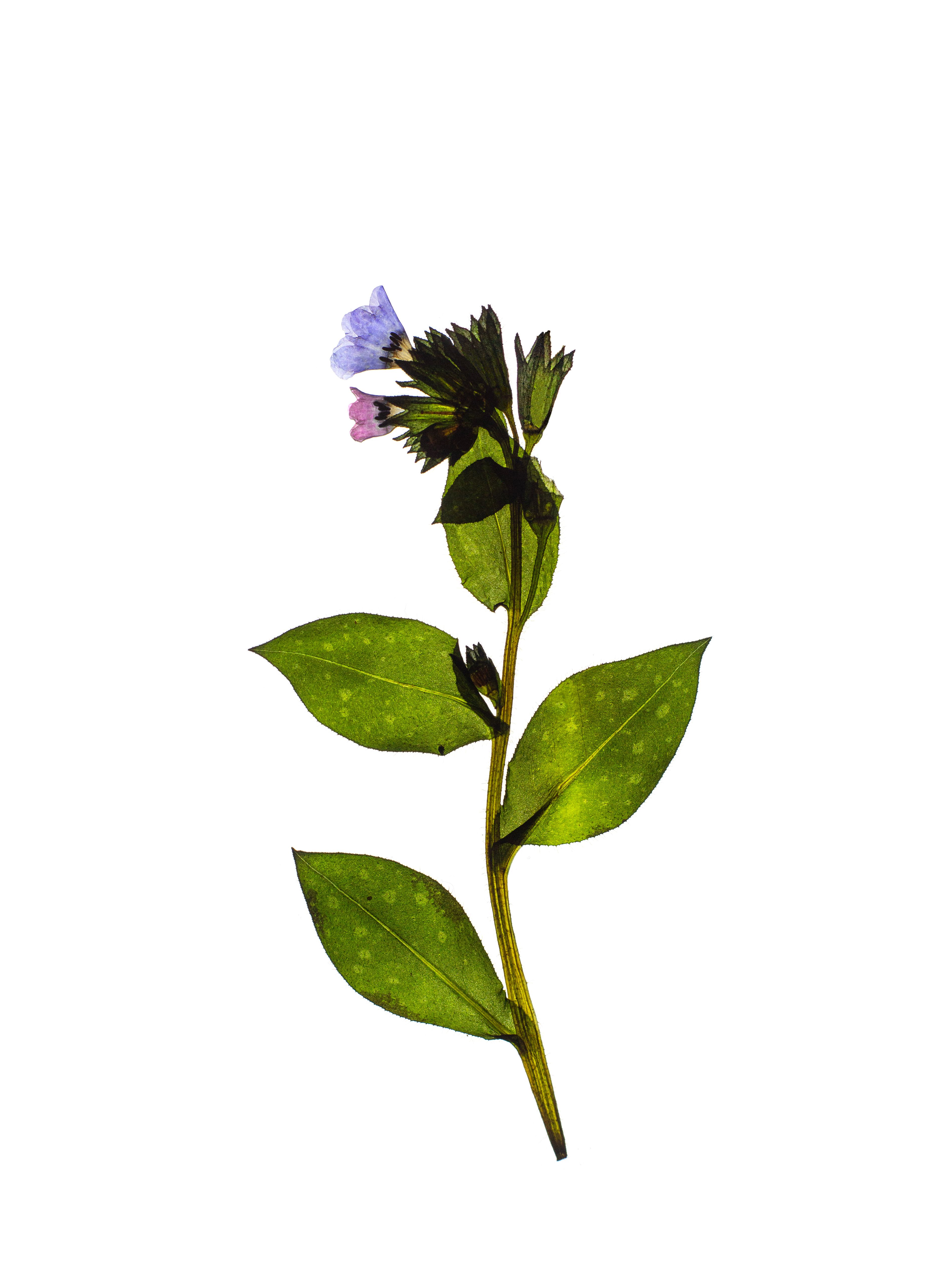 Pulmonaria officinalis (Lungwort) — Tegernsee, Germany, 2024