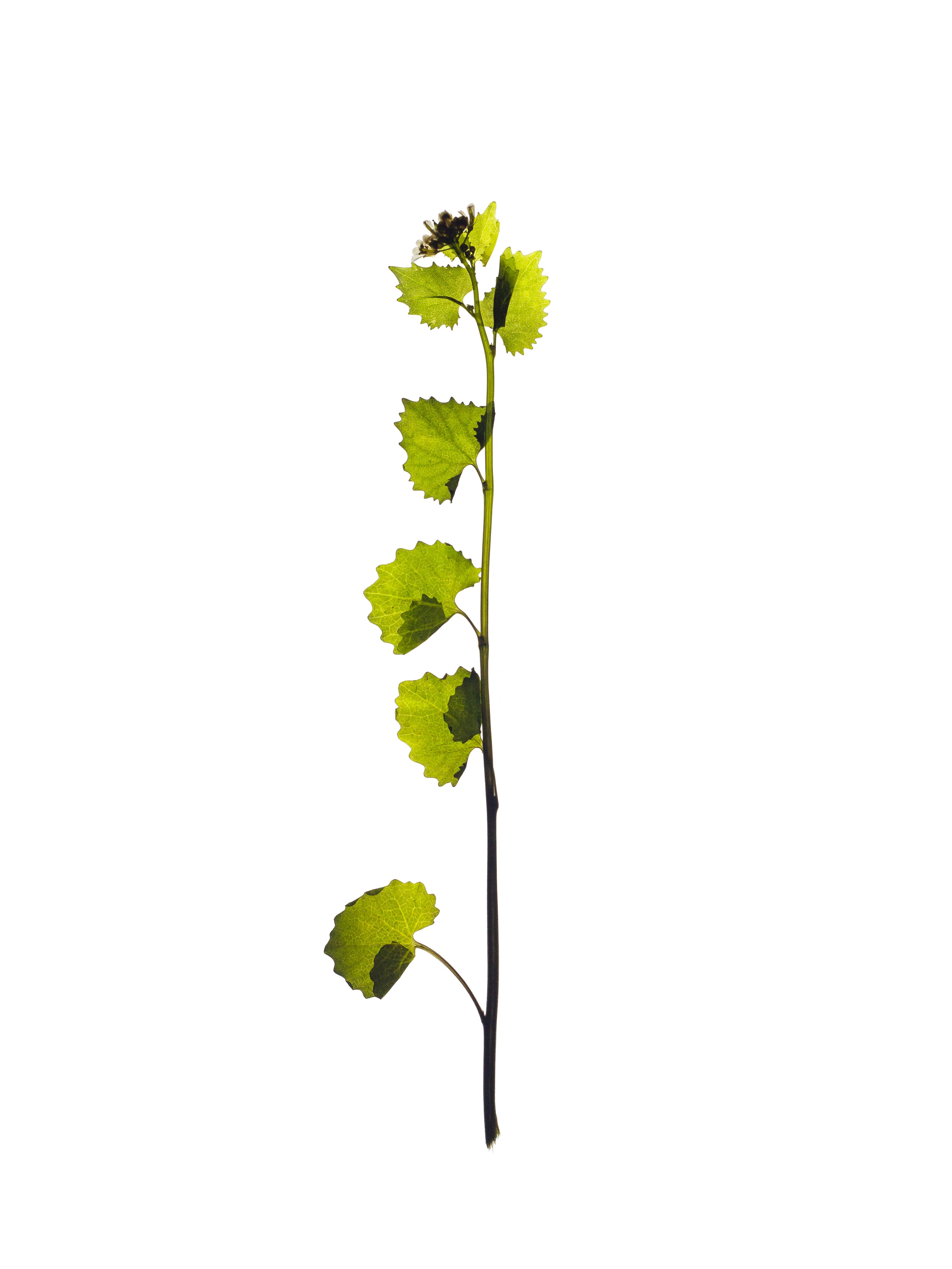 Alliaria petiolata (Garlic mustard) — Stuttgart, Germany, 2022