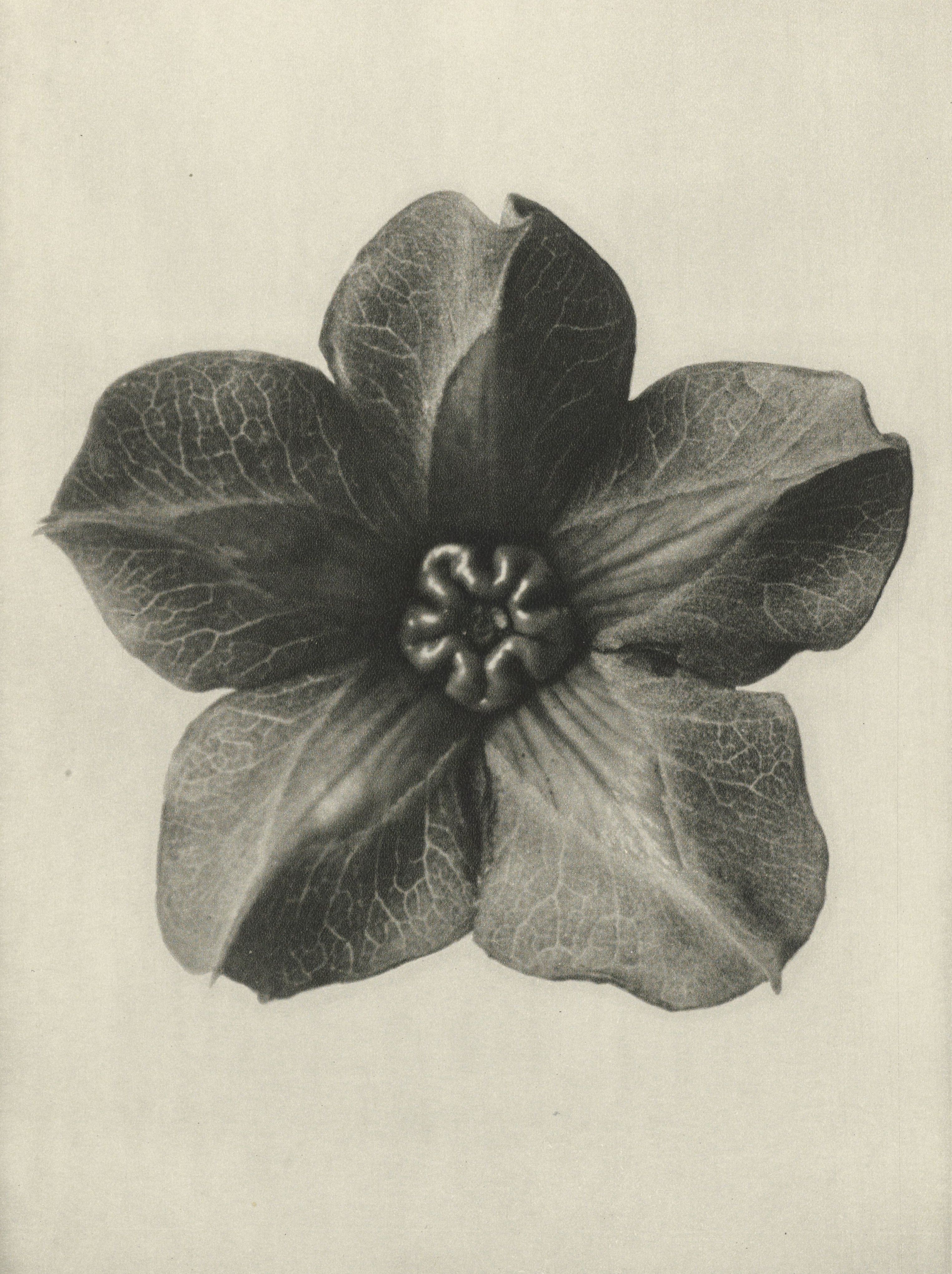 Karl Blossfeldt — Natural Design Archetypes