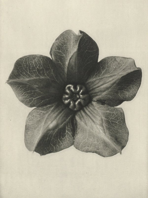 Karl Blossfeldt — Natural Design Archetypes