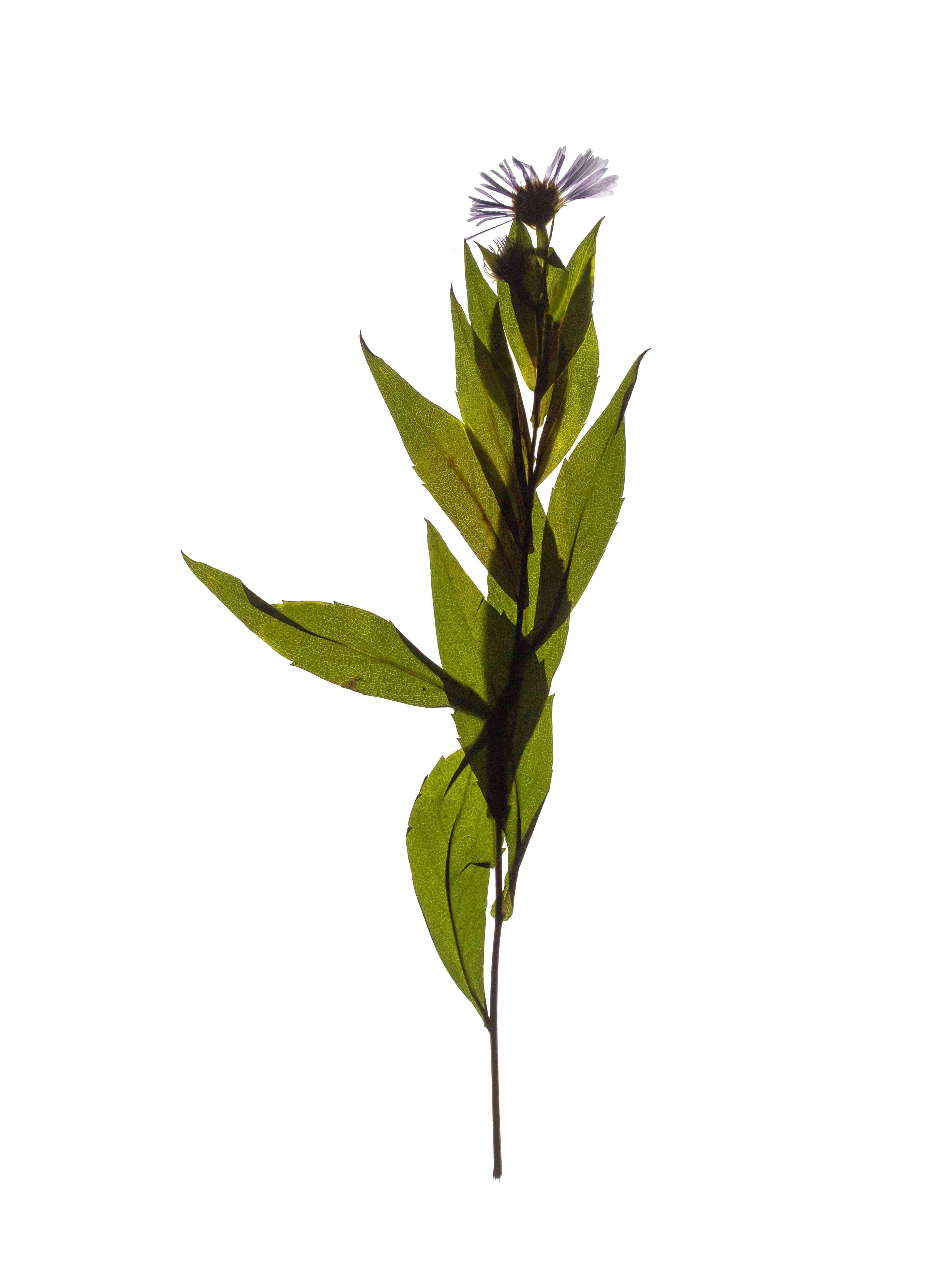 Symphyotrichum novi-belgii (New york aster) — Backlit, Thalkirchen, Germany, 2023