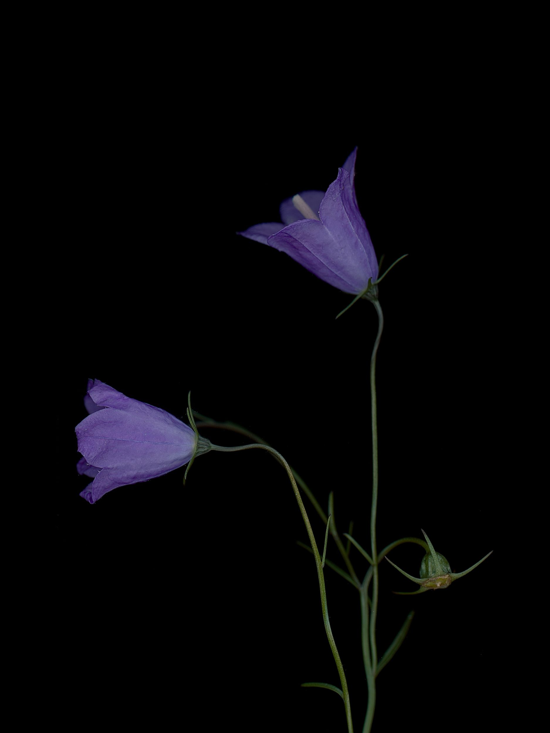 Campanula rotundifolia (Harebell) — HD Scan, Munich, Germany, 2025 (HA-0199, plate II)