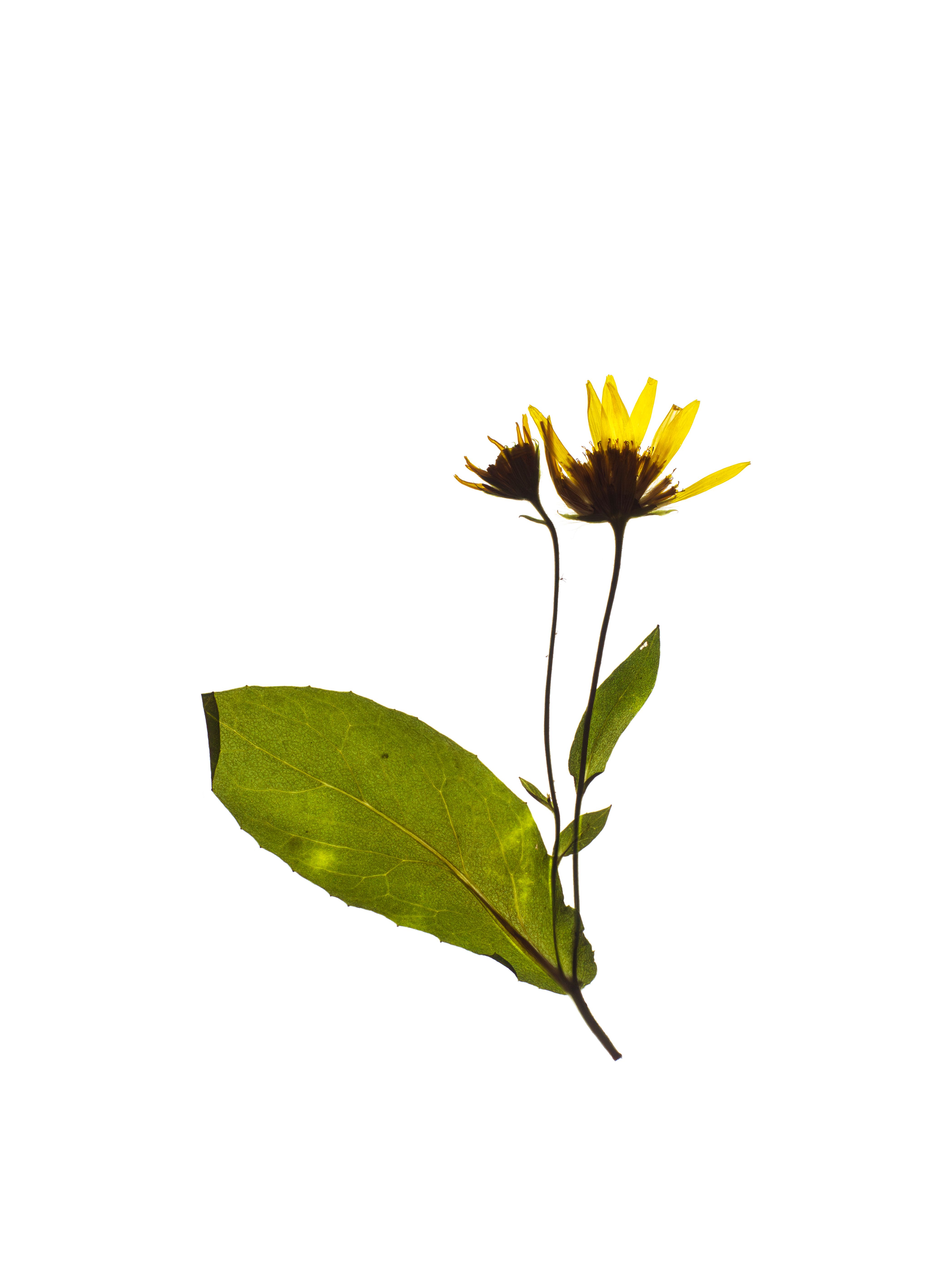 Doronicum corsicum (Corsican leopard’s-bane) — Backlit, Corsica, France, 2023