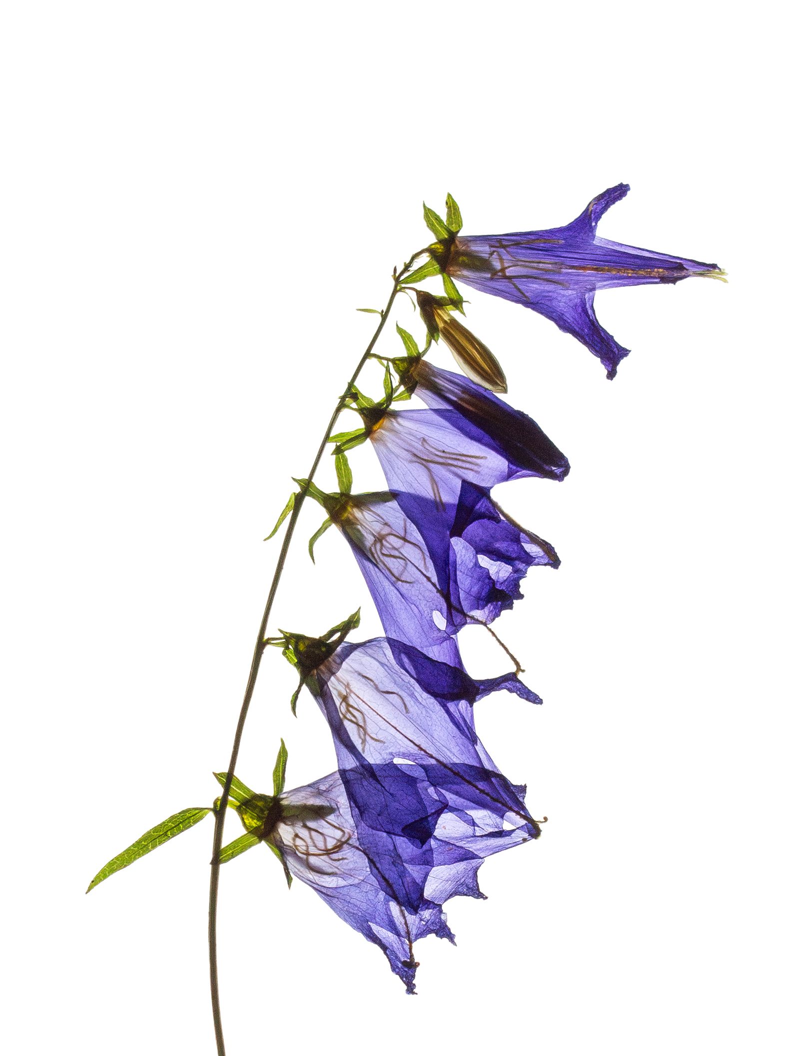 Campanula rapunculoides (Creeping bellflower) — detail, Backlit, Ushguli, Georgia, 2019