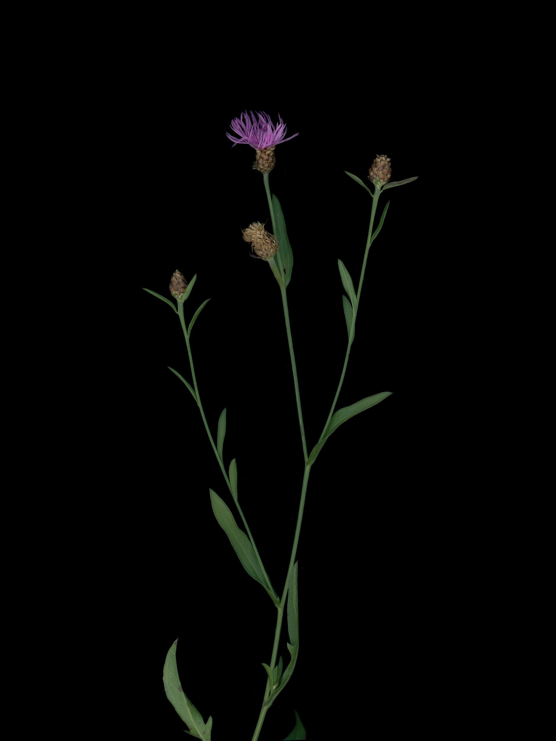 Centaurea jacea (Brown knapweed) — HD Scan, Thalkirchen, Germany, 2025