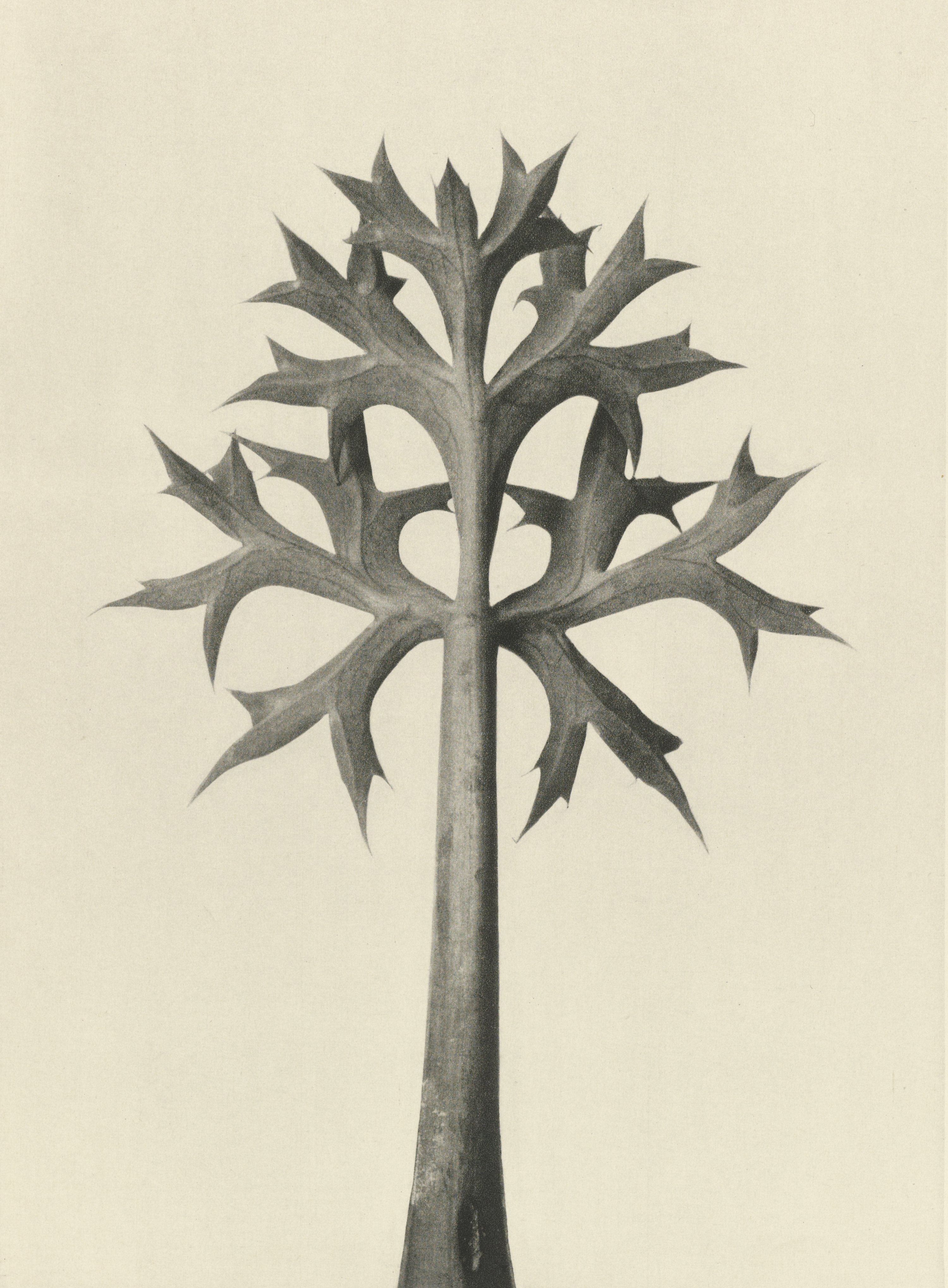 Karl Blossfeldt — Natural Design Archetypes