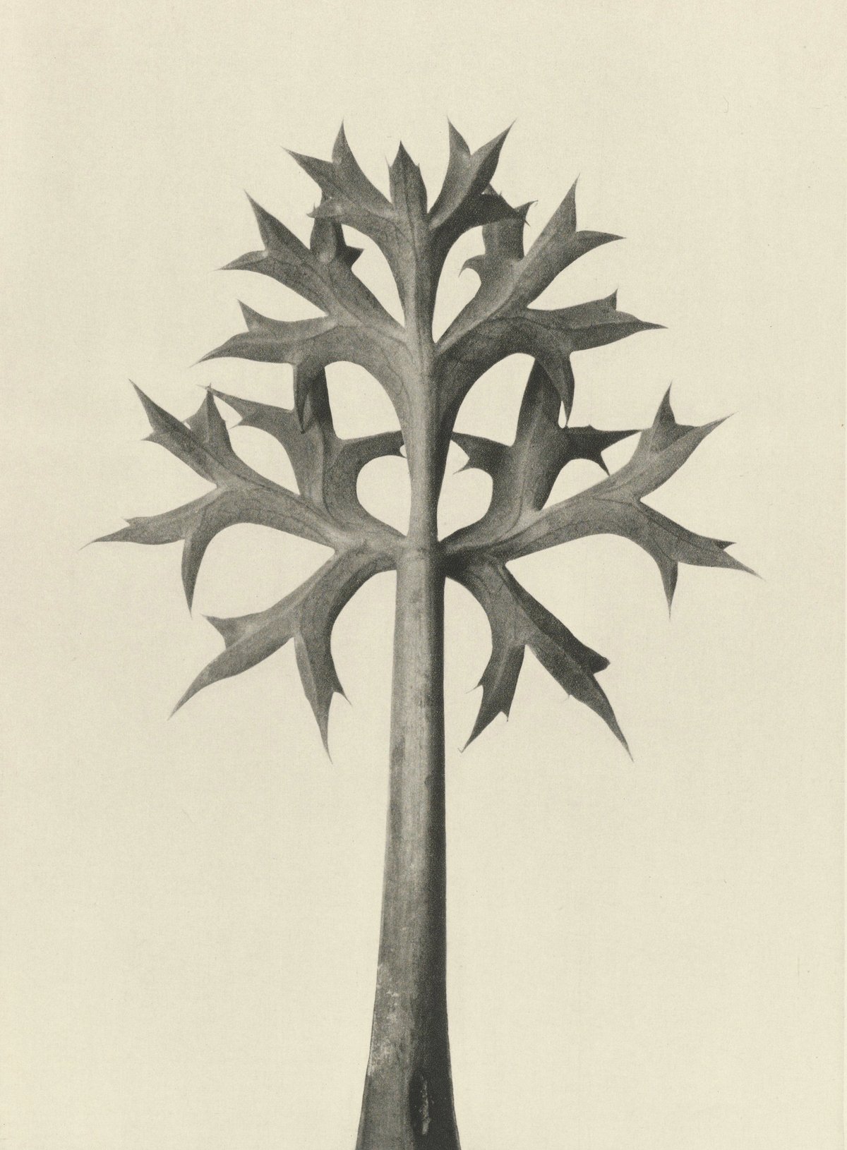 Karl Blossfeldt — Natural Design Archetypes