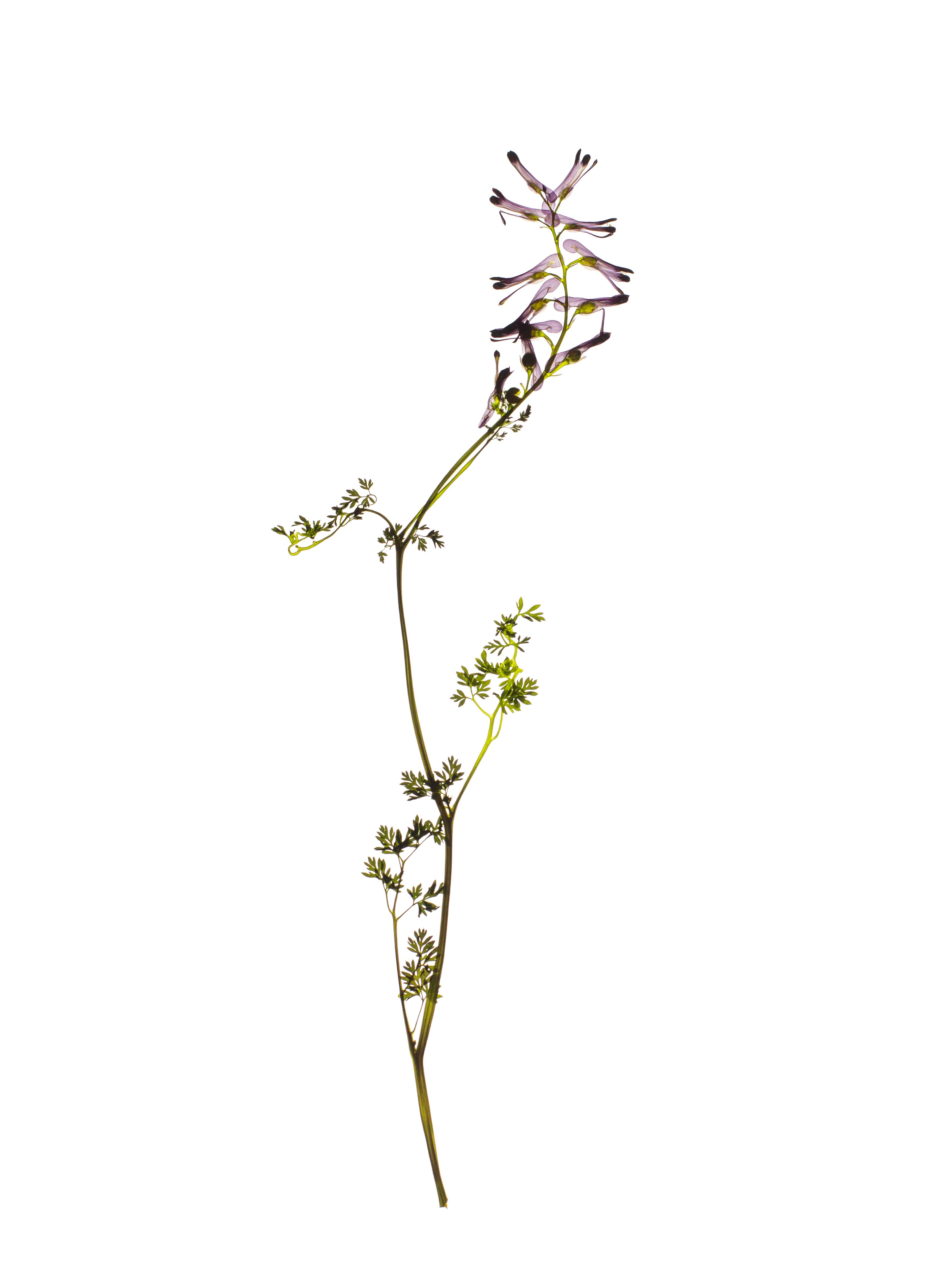 Fumaria officinalis (Earth smoke) — Backlit, Cercedilla, Spain, 2023