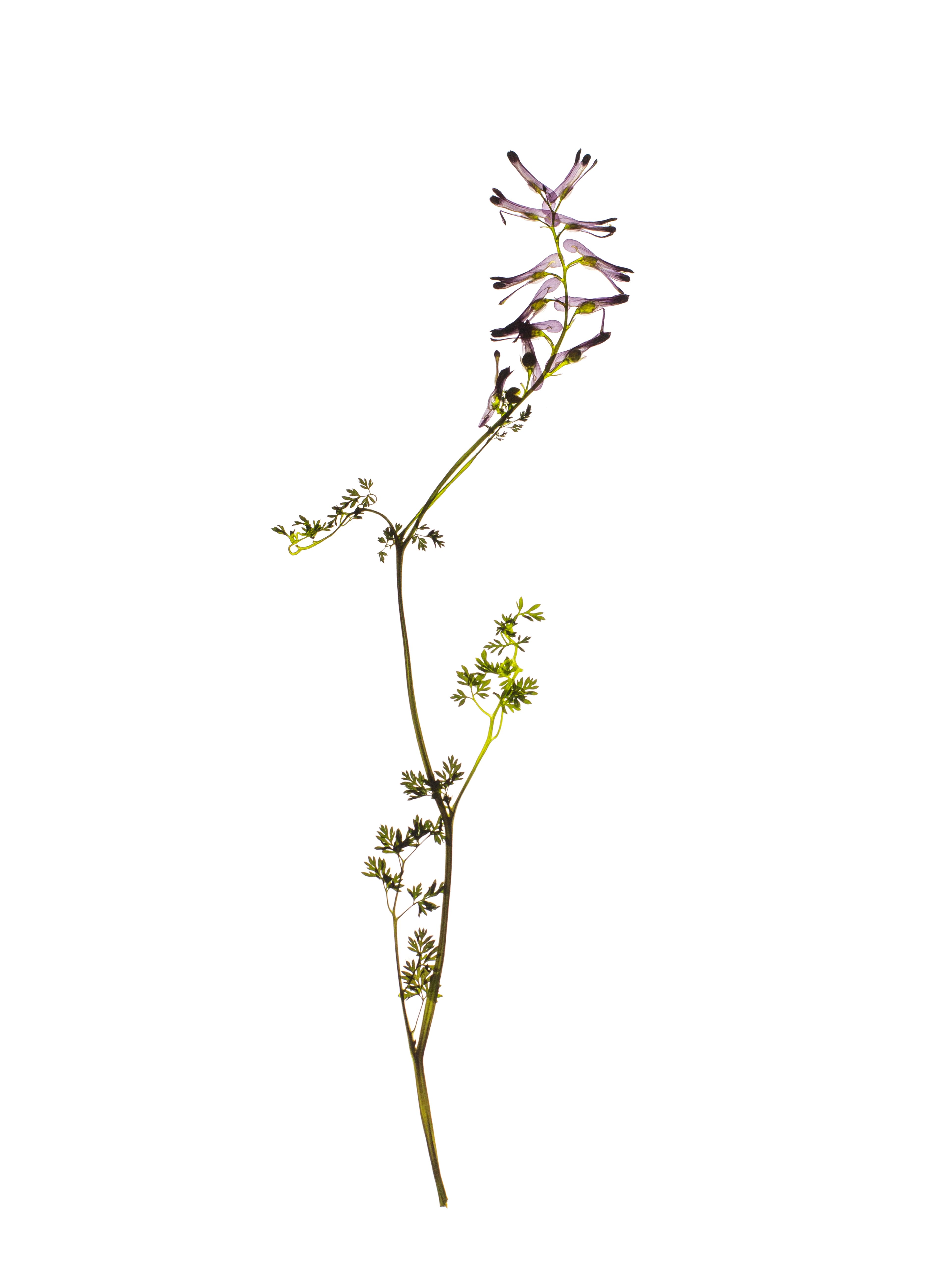 Fumaria officinalis (Earth smoke) — Backlit, Cercedilla, Spain, 2023