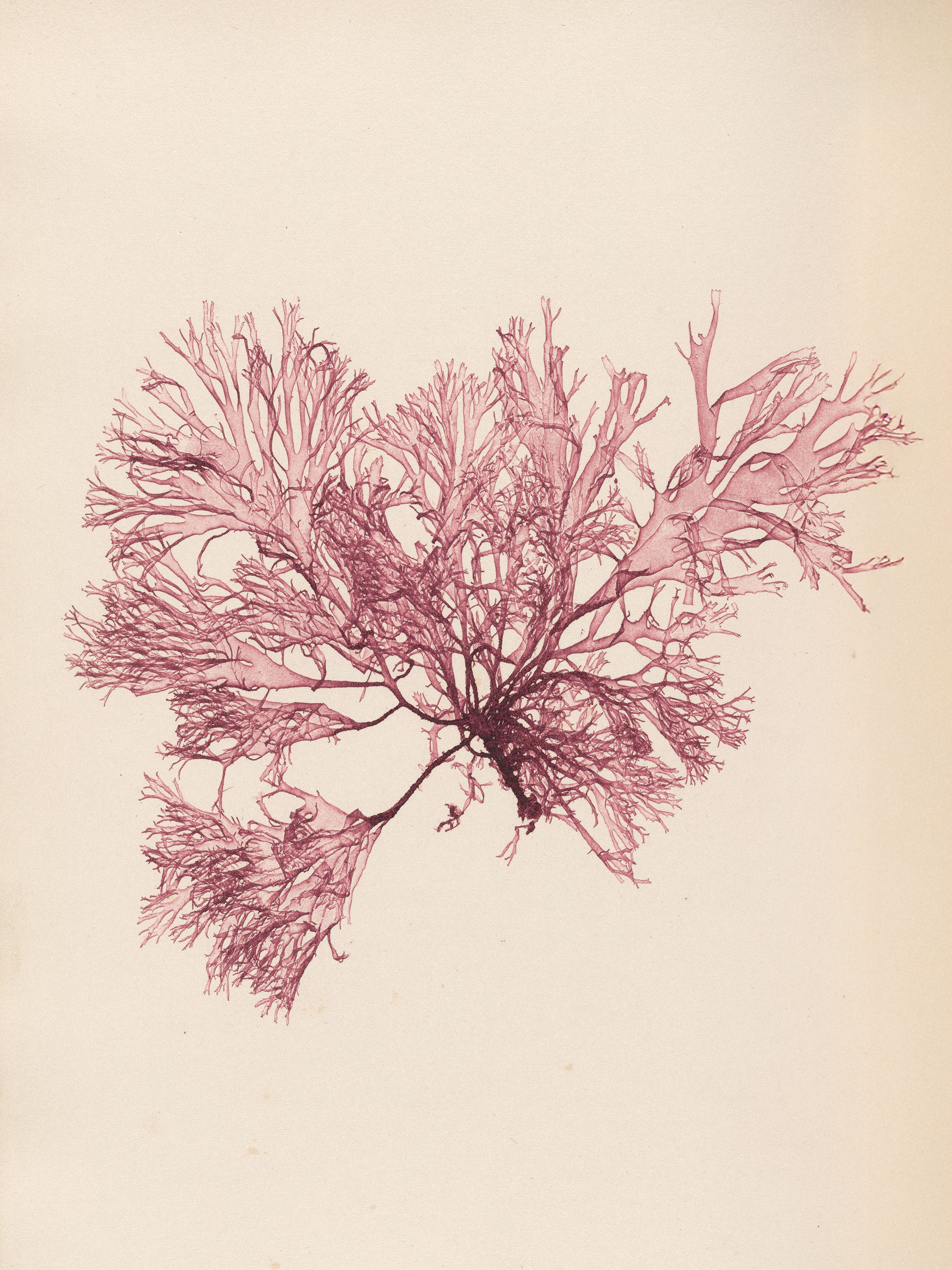 Henry Bradbury — Pioneer of Botanical Nature Printing