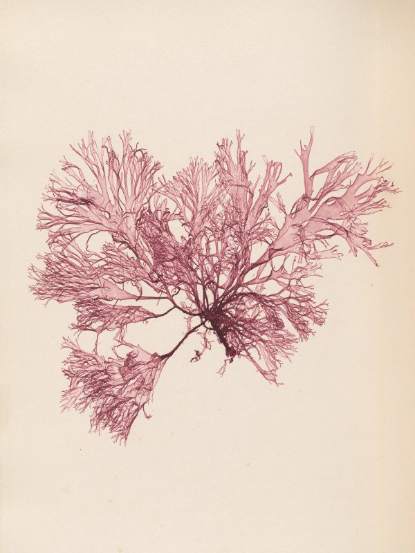 Henry Bradbury — Pioneer of Botanical Nature Printing