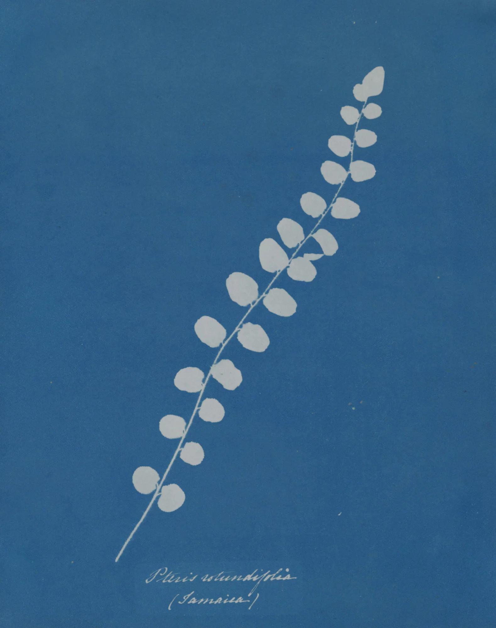 Anna Atkins — Impressions in Blue