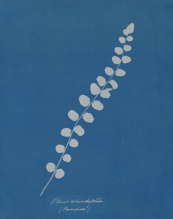 Anna Atkins — Impressions in Blue