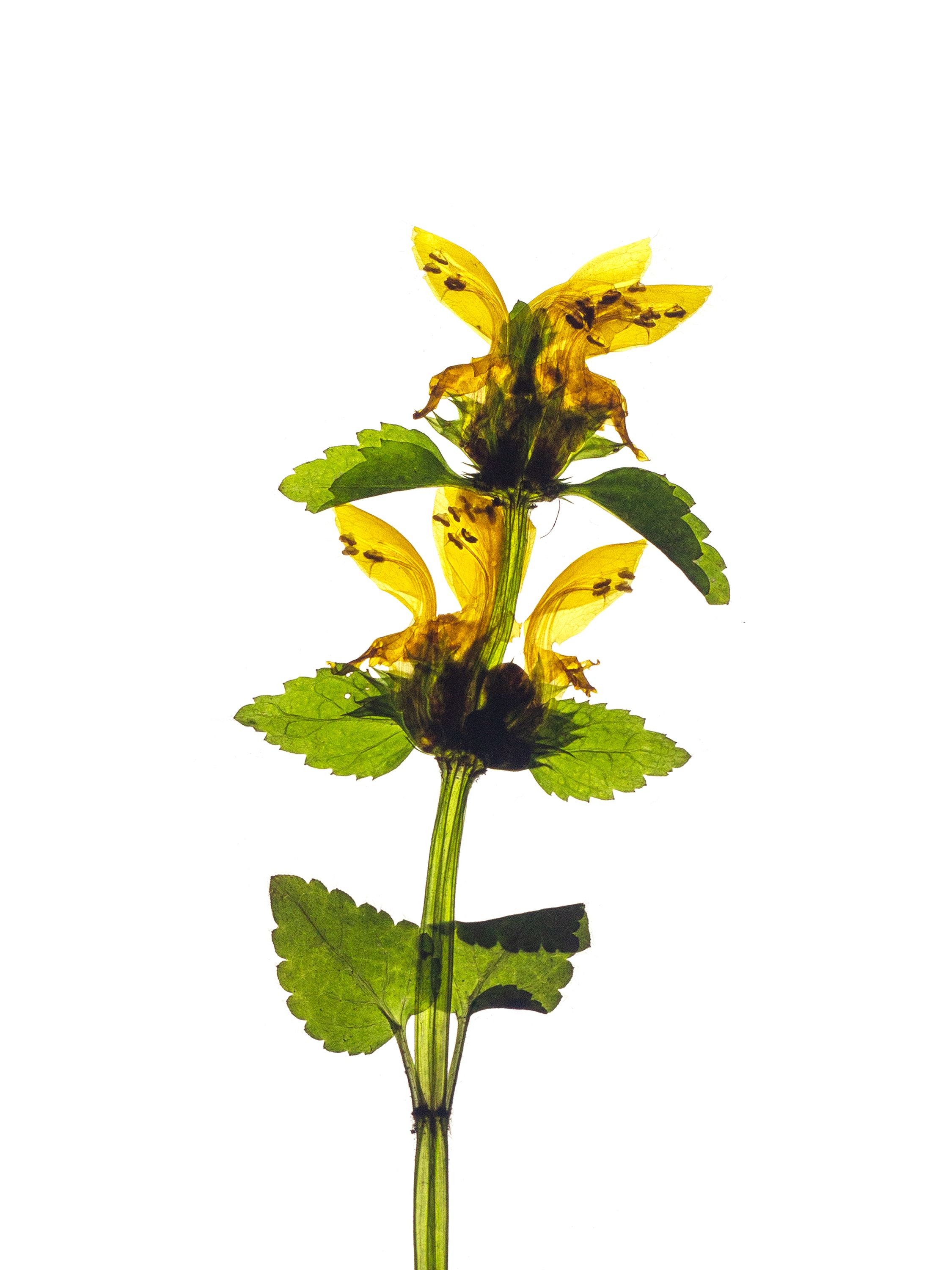 Lamium galeobdolon (Yellow archangel) — Backlit, Stuttgart, Germany, 2022