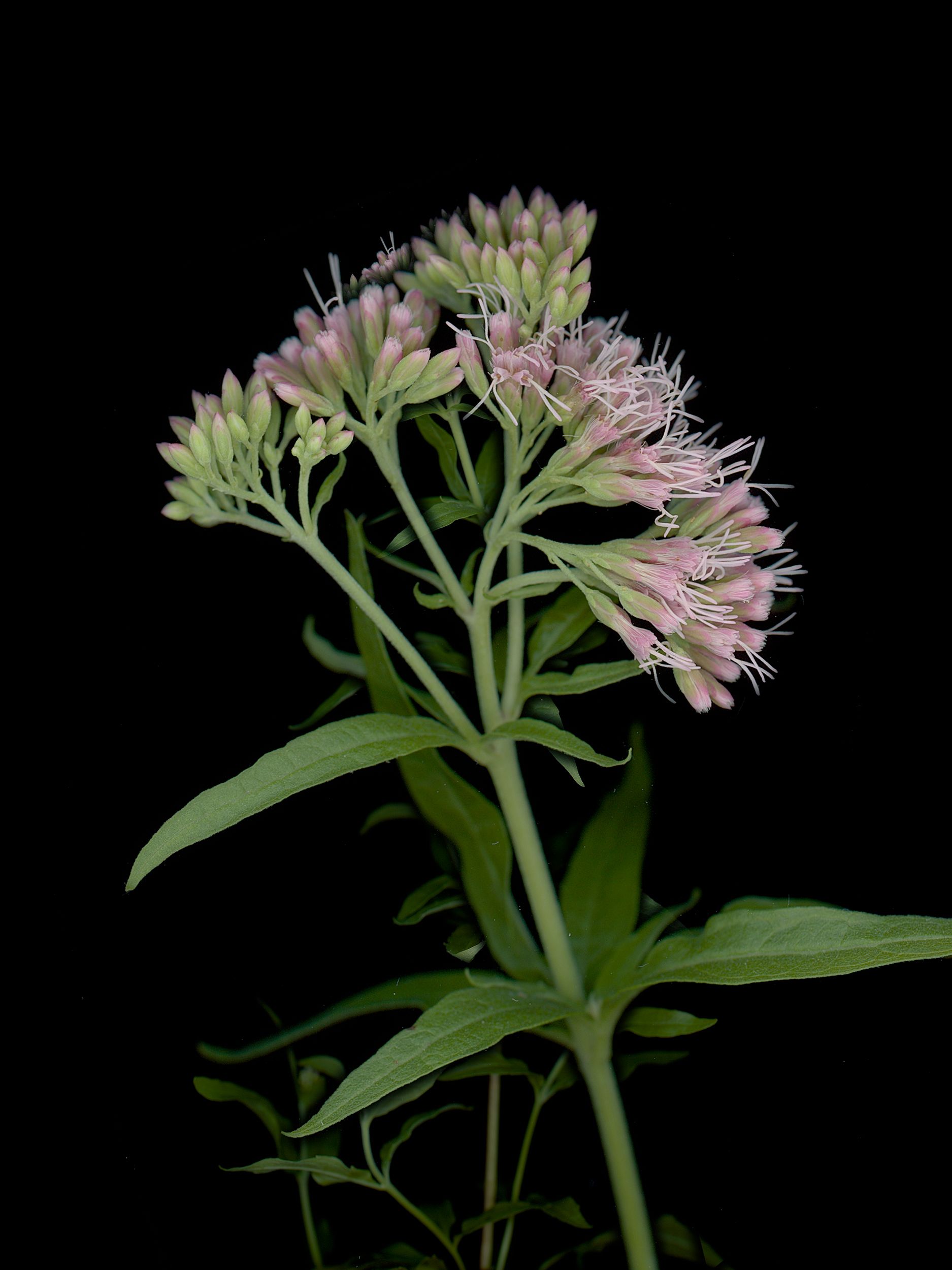 Eupatorium cannabinum (Hemp-agrimony) — HD Scan, Thalkirchen, Germany, 2025 (HA-0191, plate II)