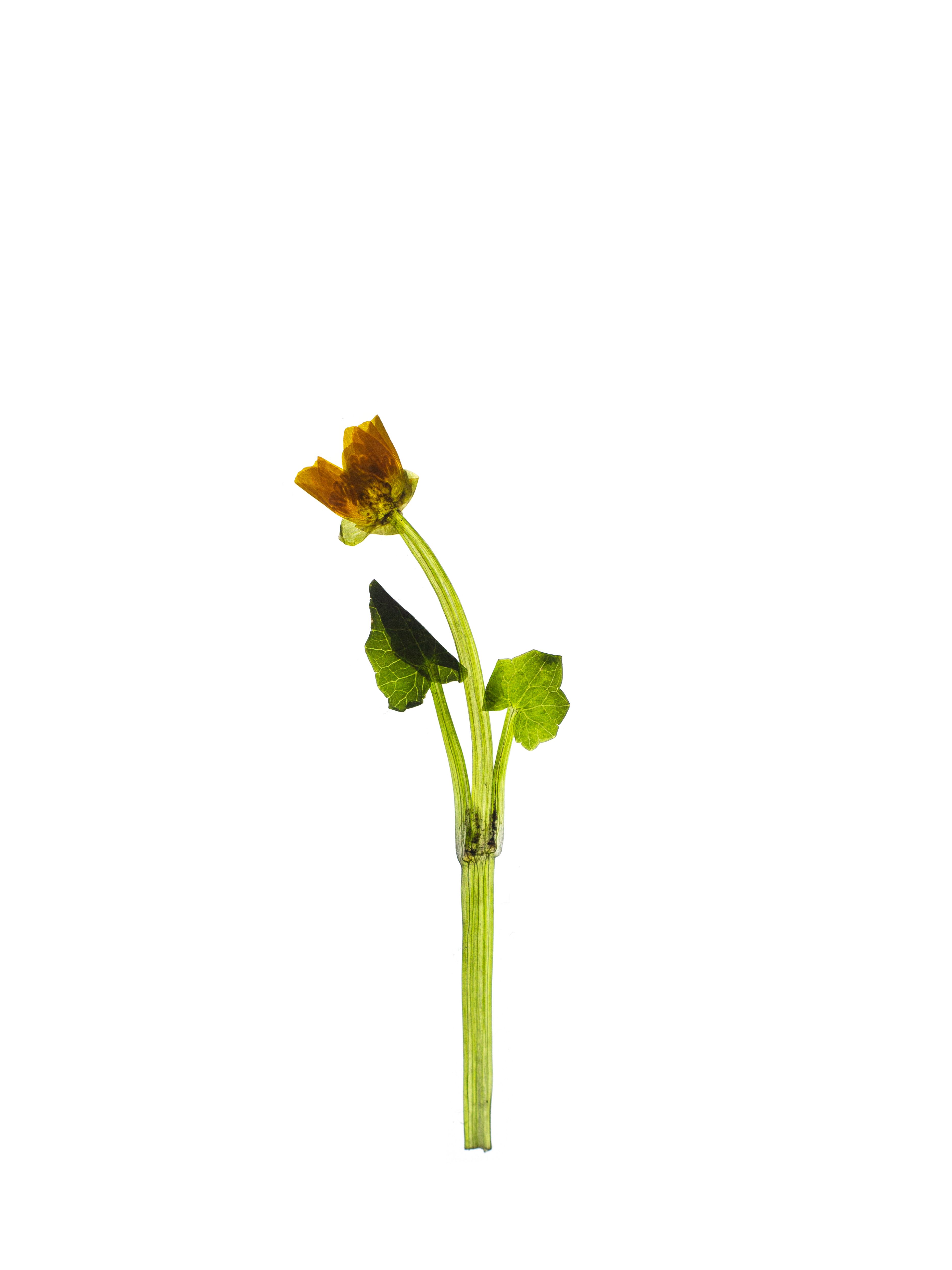 Ficaria verna (Lesser celandine) — Backlit, Pliezhausen, Germany, 2020