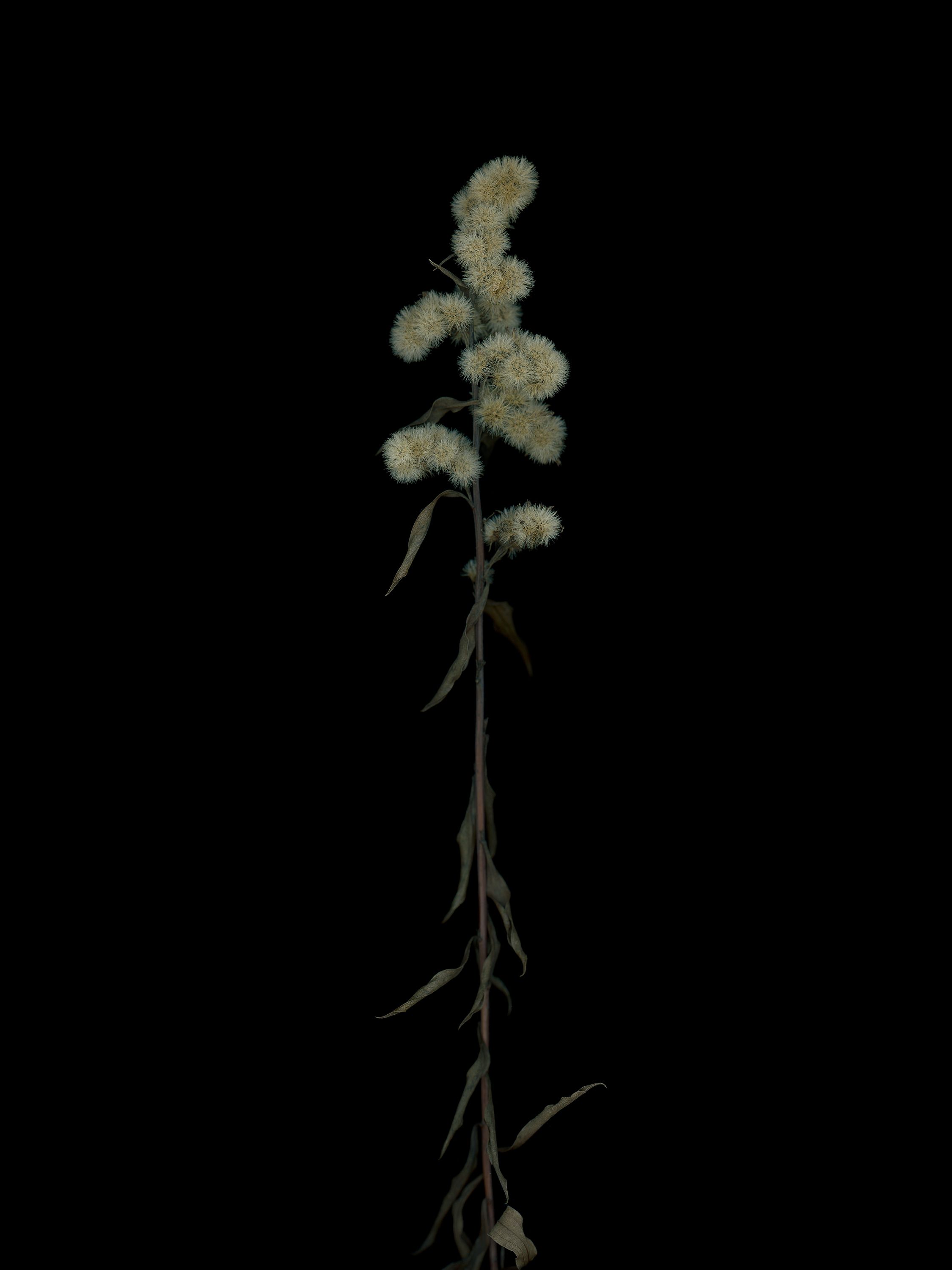 Solidago virgaurea (Woundwort) — HD Scan, Munich, Germany, 2025