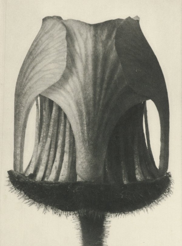 Karl Blossfeldt — Natural Design Archetypes