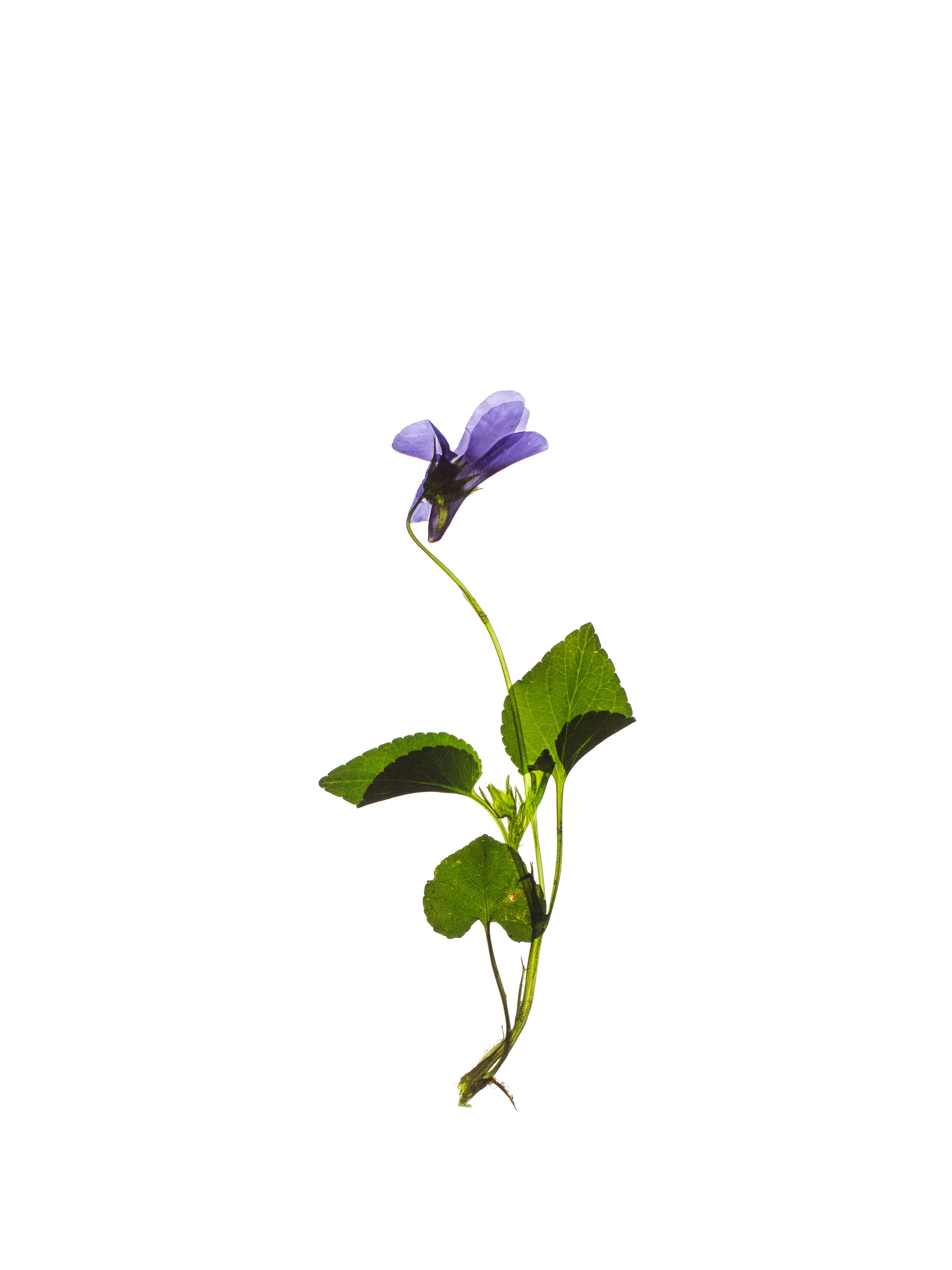 Viola odorata (Sweet violet) — Freiburg, Germany, 2021