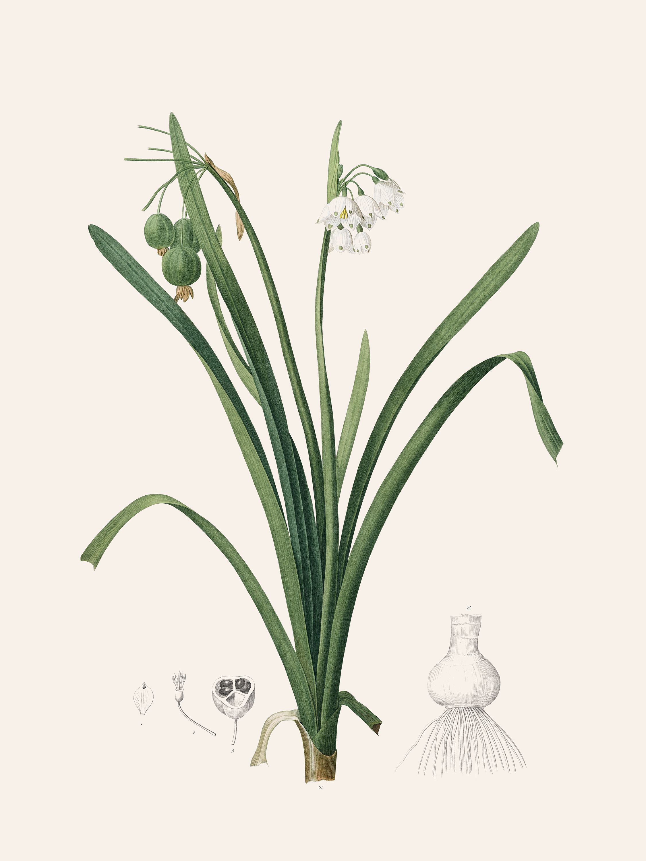 Leucojum vernum (Spring snowflake) — Plant Illustration, Les Liliacées, Vol. 2/  Pl. 135