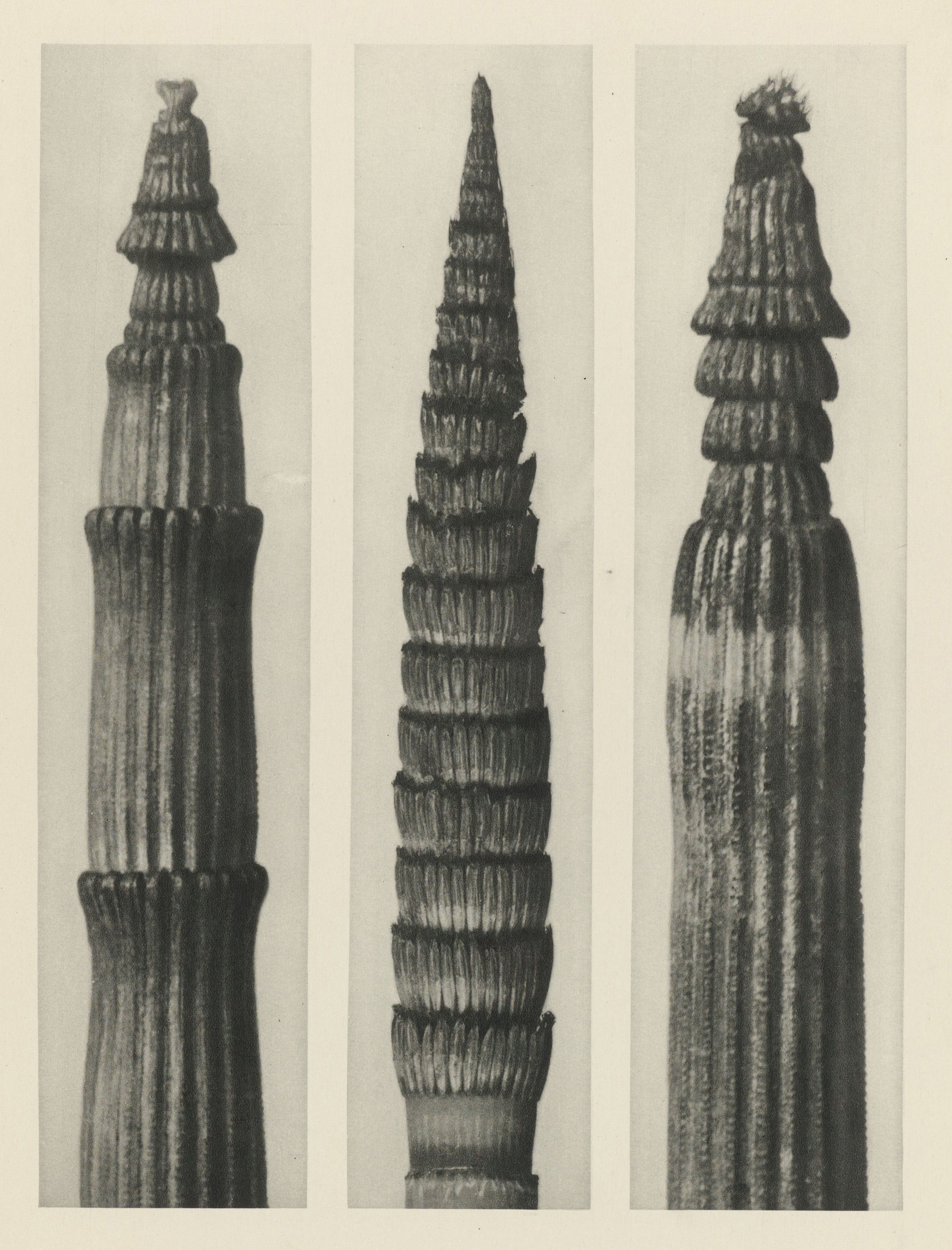 Karl Blossfeldt — Natural Design Archetypes