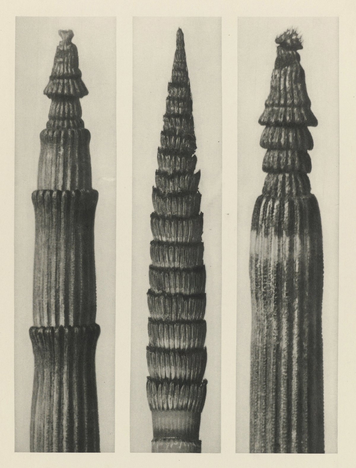 Karl Blossfeldt — Natural Design Archetypes