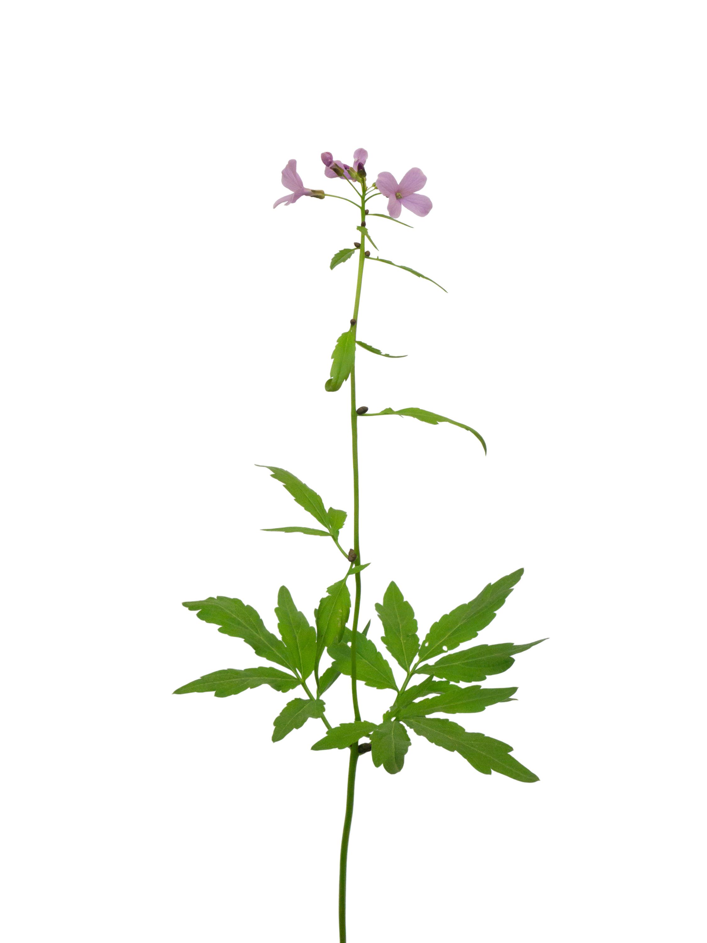 Cardamine bulbifera (Bulbiferous bittercress) — Photograph, Eisenach, Germany, 2026