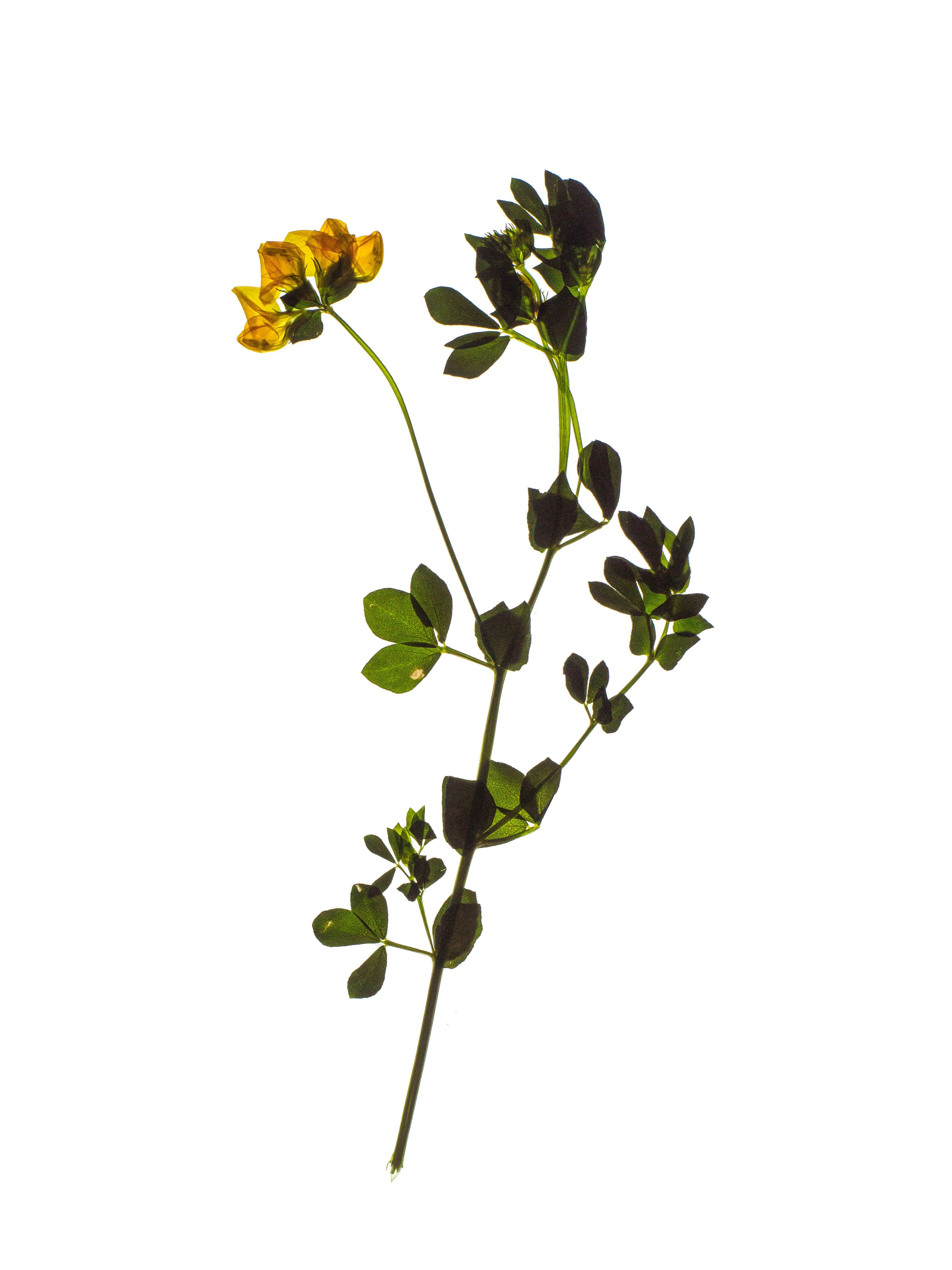 Lotus pedunculatus (Big trefoil) — Thalkirchen, Germany, 2024