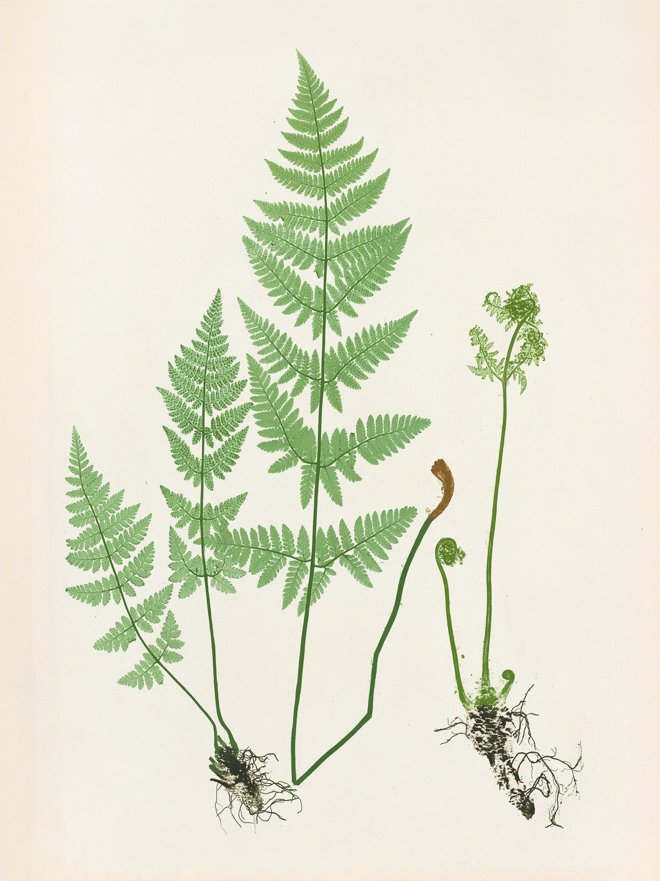 Nature-print