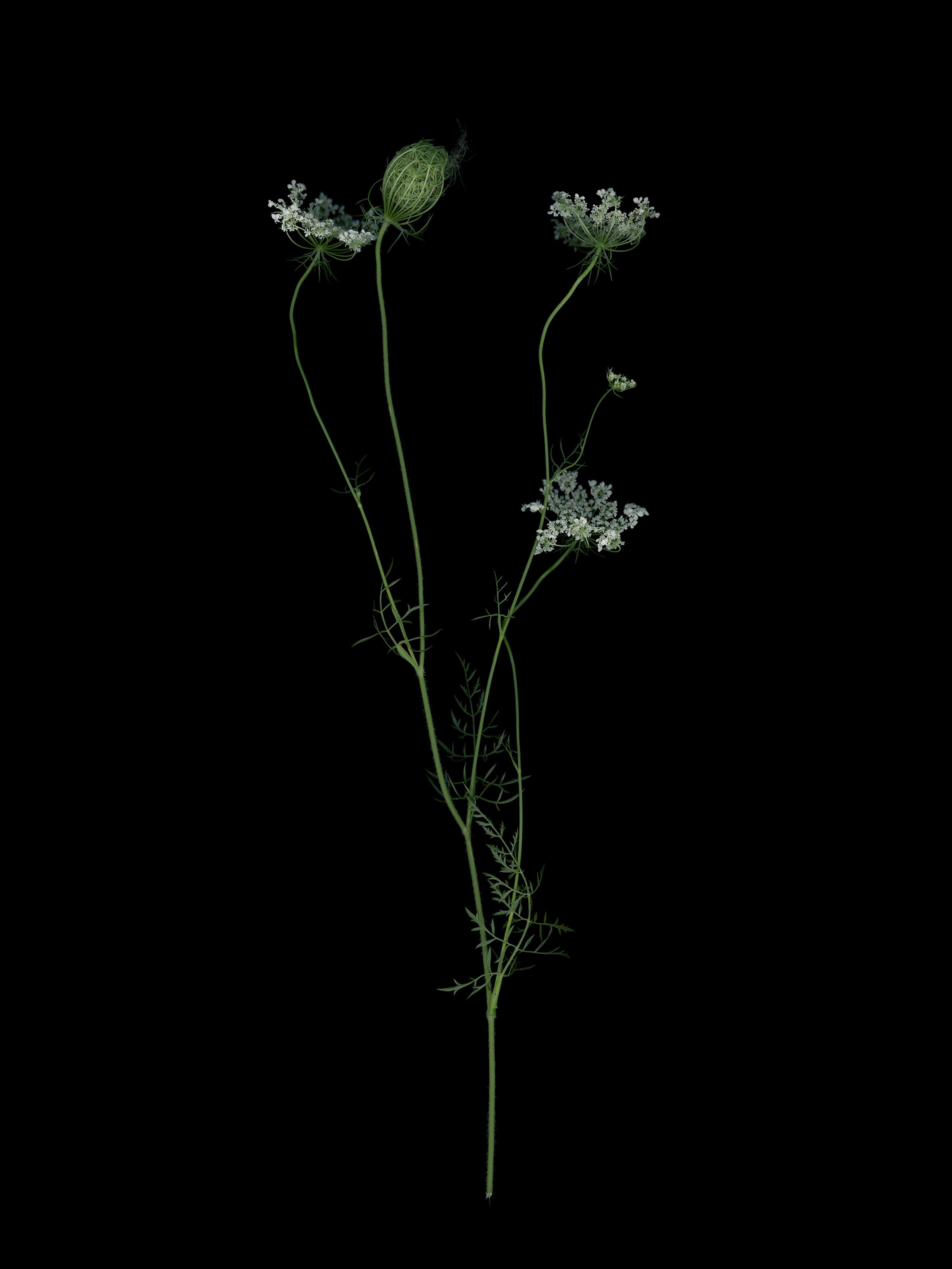 Daucus carota (Wild carot) — HD Scan, Thalkirchen, Germany, 2025
