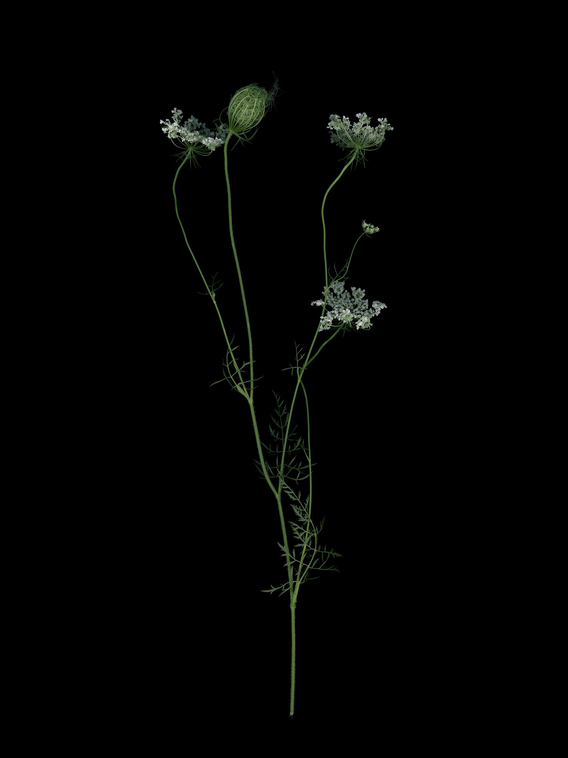 Daucus carota (Wild carot) — Thalkirchen, Germany, 2025