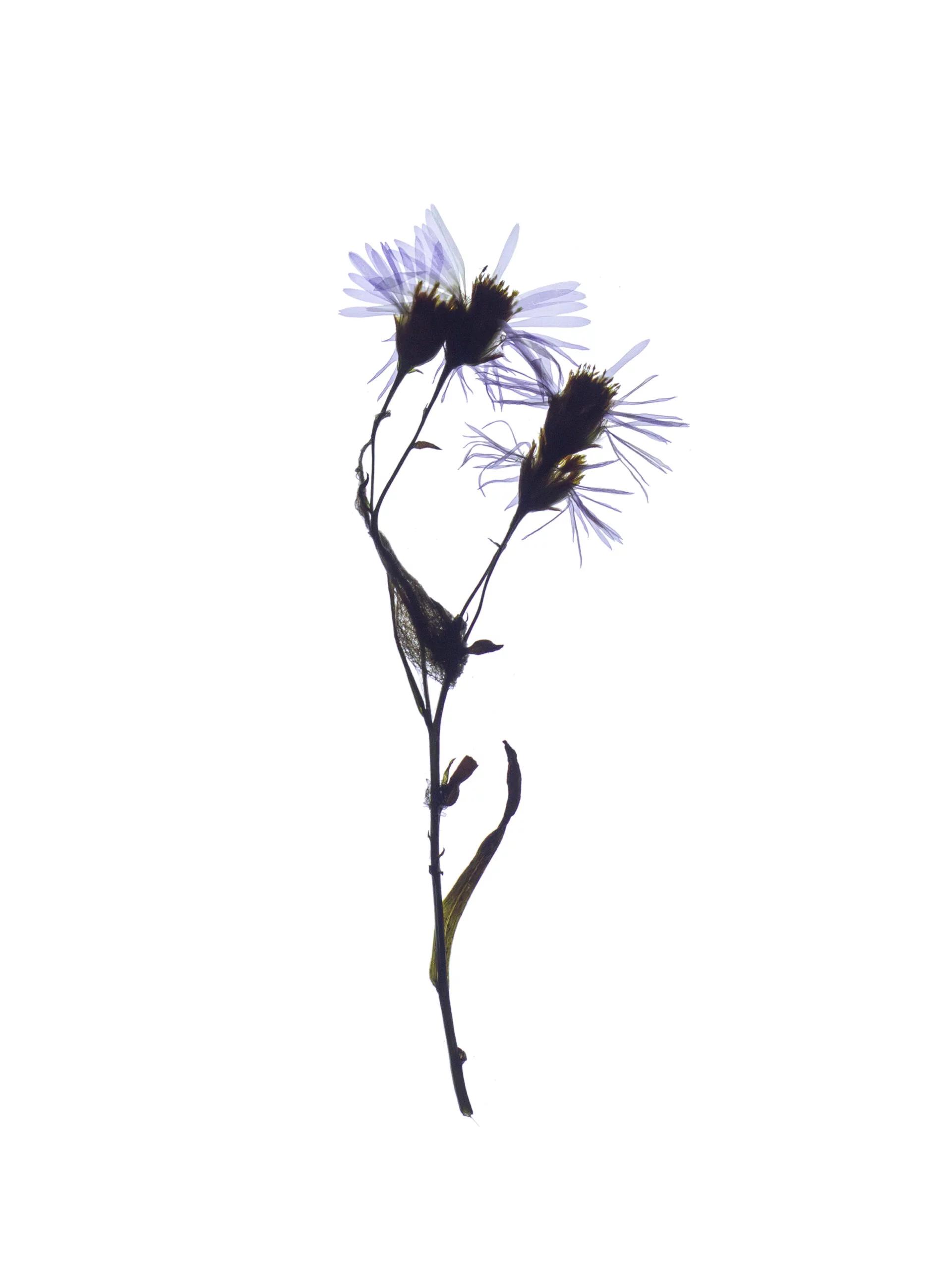 Tripolium pannonicum (Seashore aster) — Backlit, Pärnu, Estonia, 2024