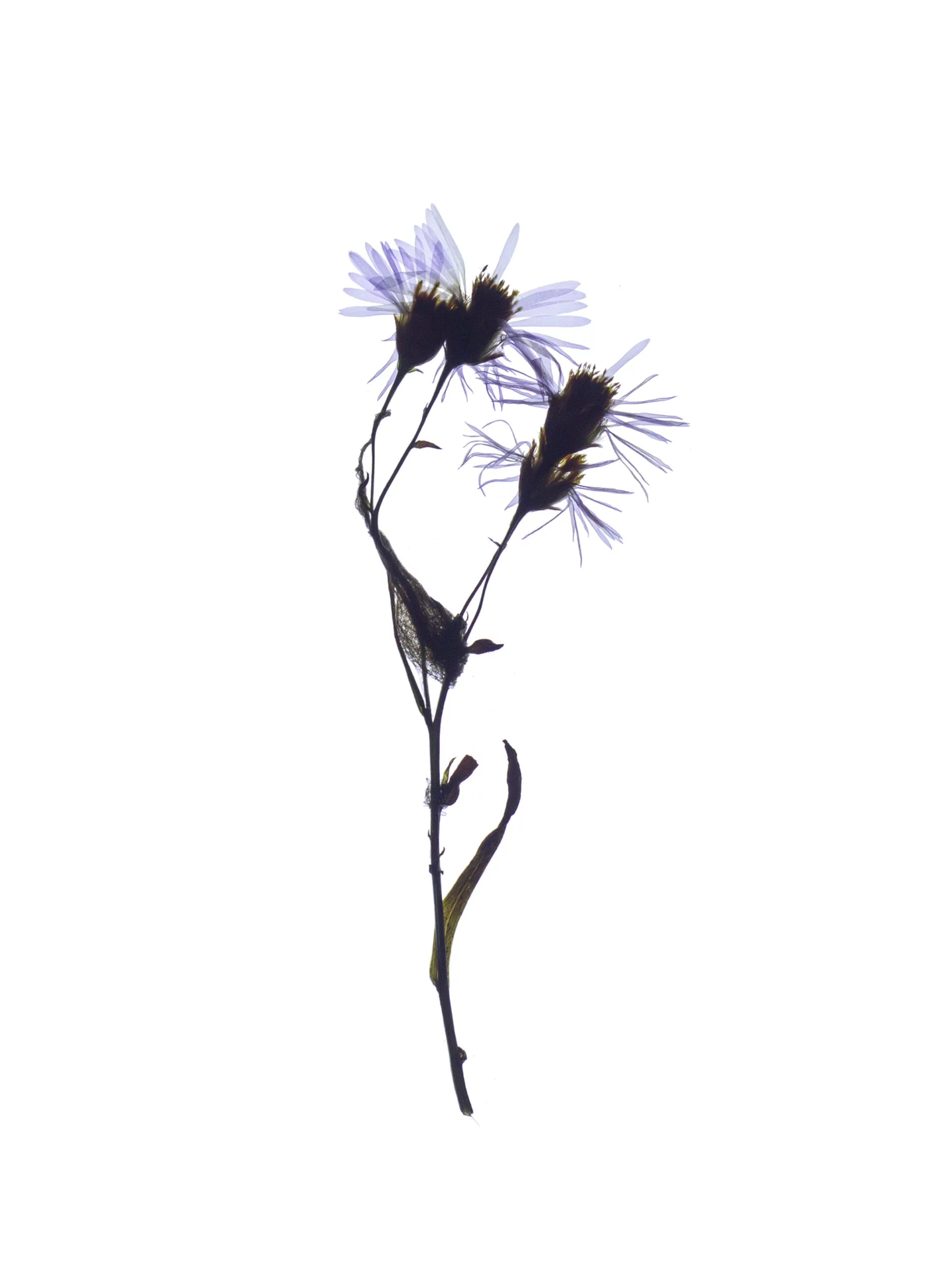 Tripolium pannonicum (Seashore aster) — Backlit, Pärnu, Estonia, 2024