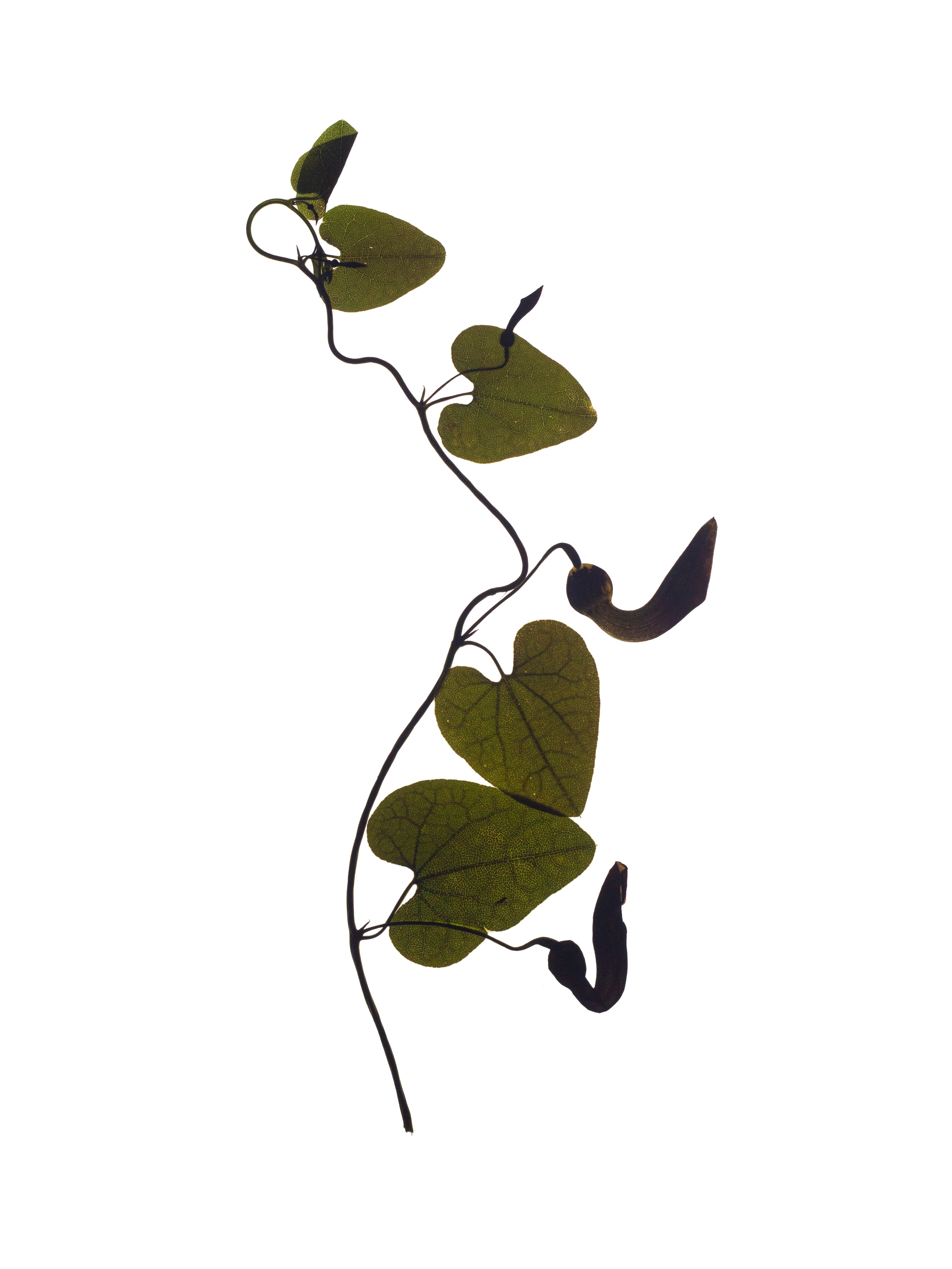 Aristolochia baetica (Andalusian dutchman's pipe) — Backlit, Vejer de la Frontera, Spain, 2022