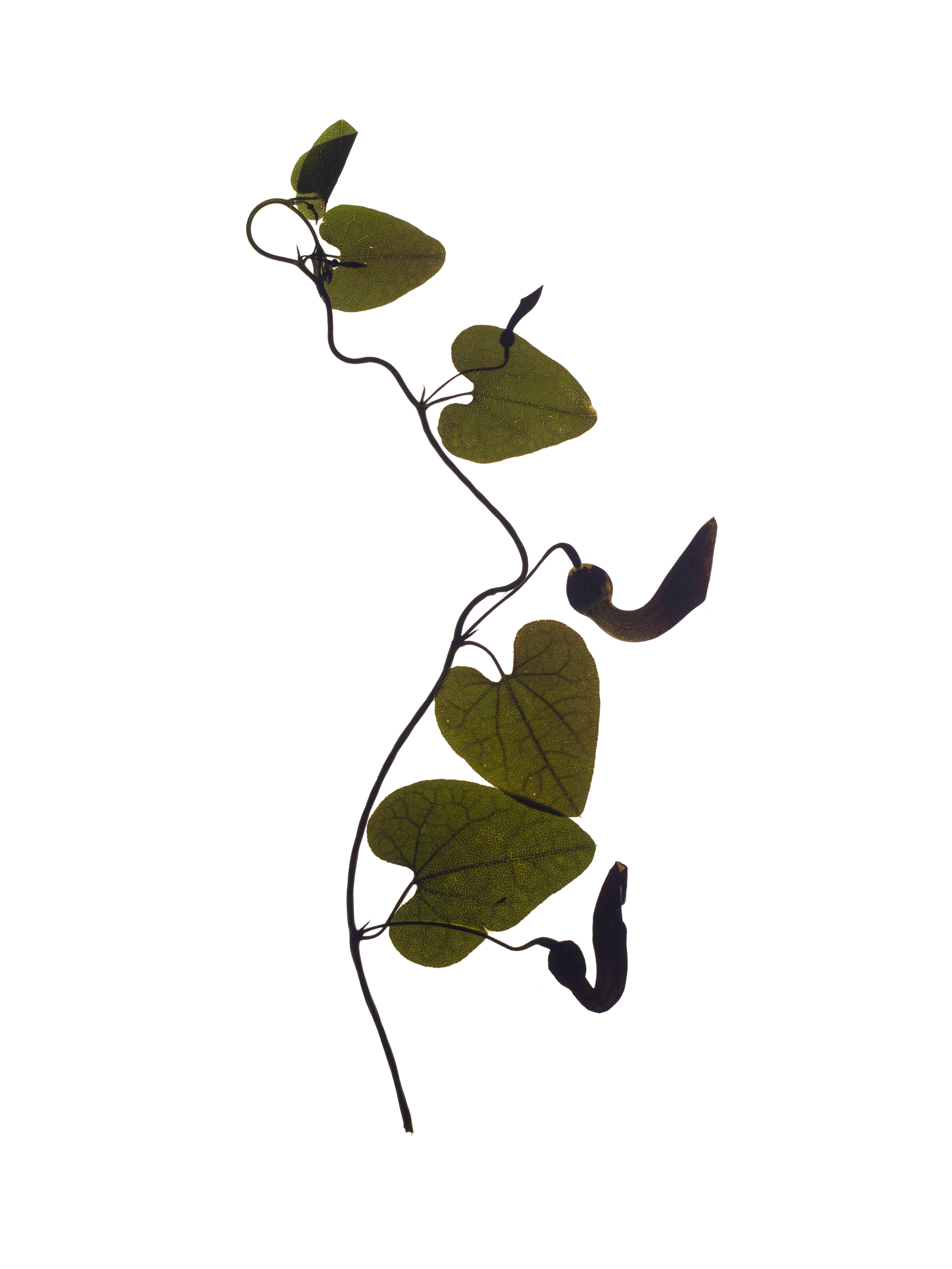 Aristolochia baetica (Andalusian dutchman's pipe) — Backlit, Vejer de la Frontera, Spain, 2022
