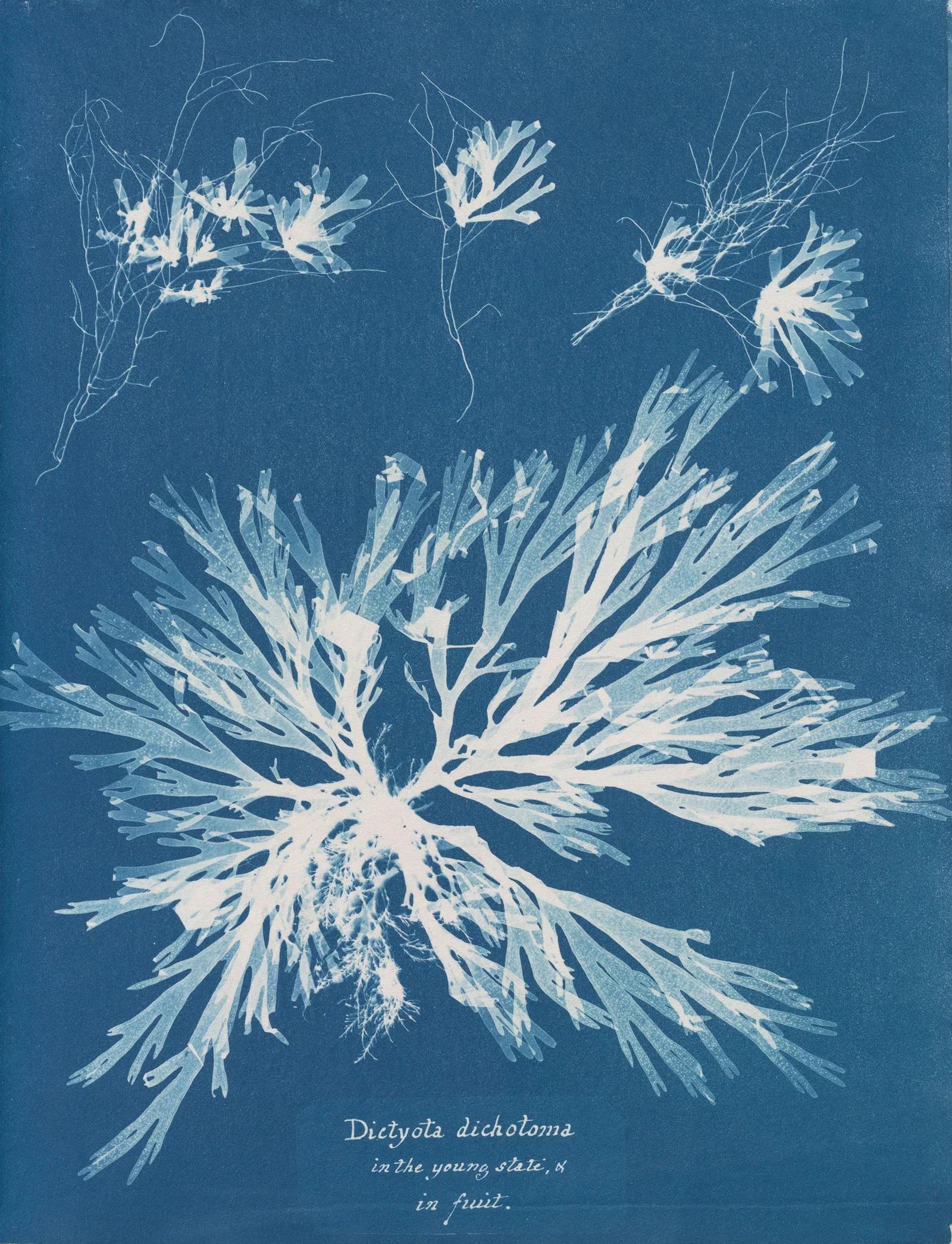 Anna Atkins — Impressions in Blue